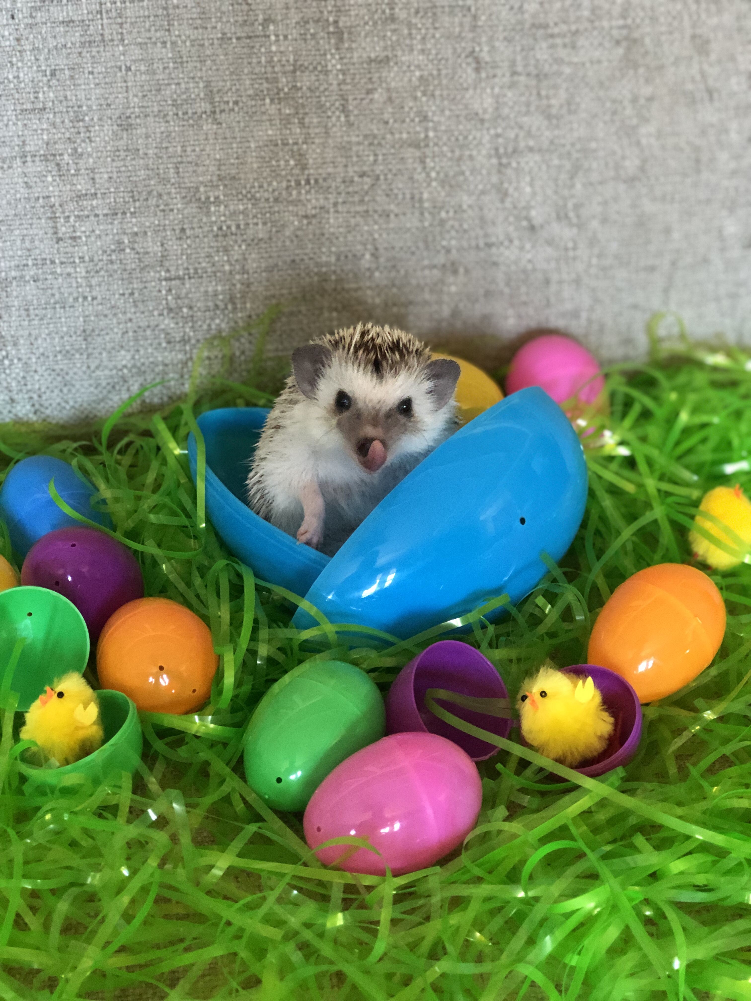 Hedgehog Easter Wallpapers Wallpaper Cave