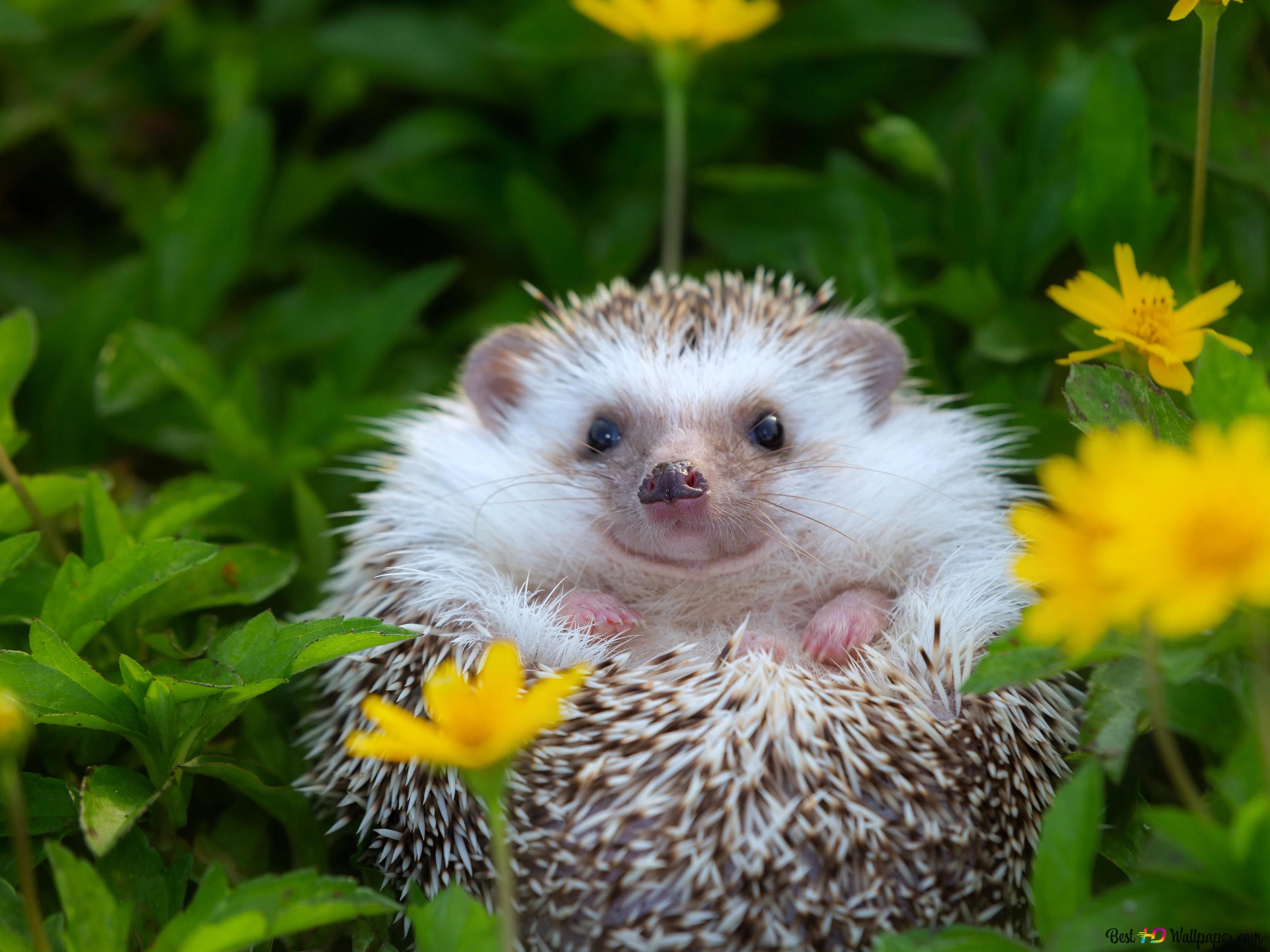 Hedgehog Easter Wallpapers Wallpaper Cave