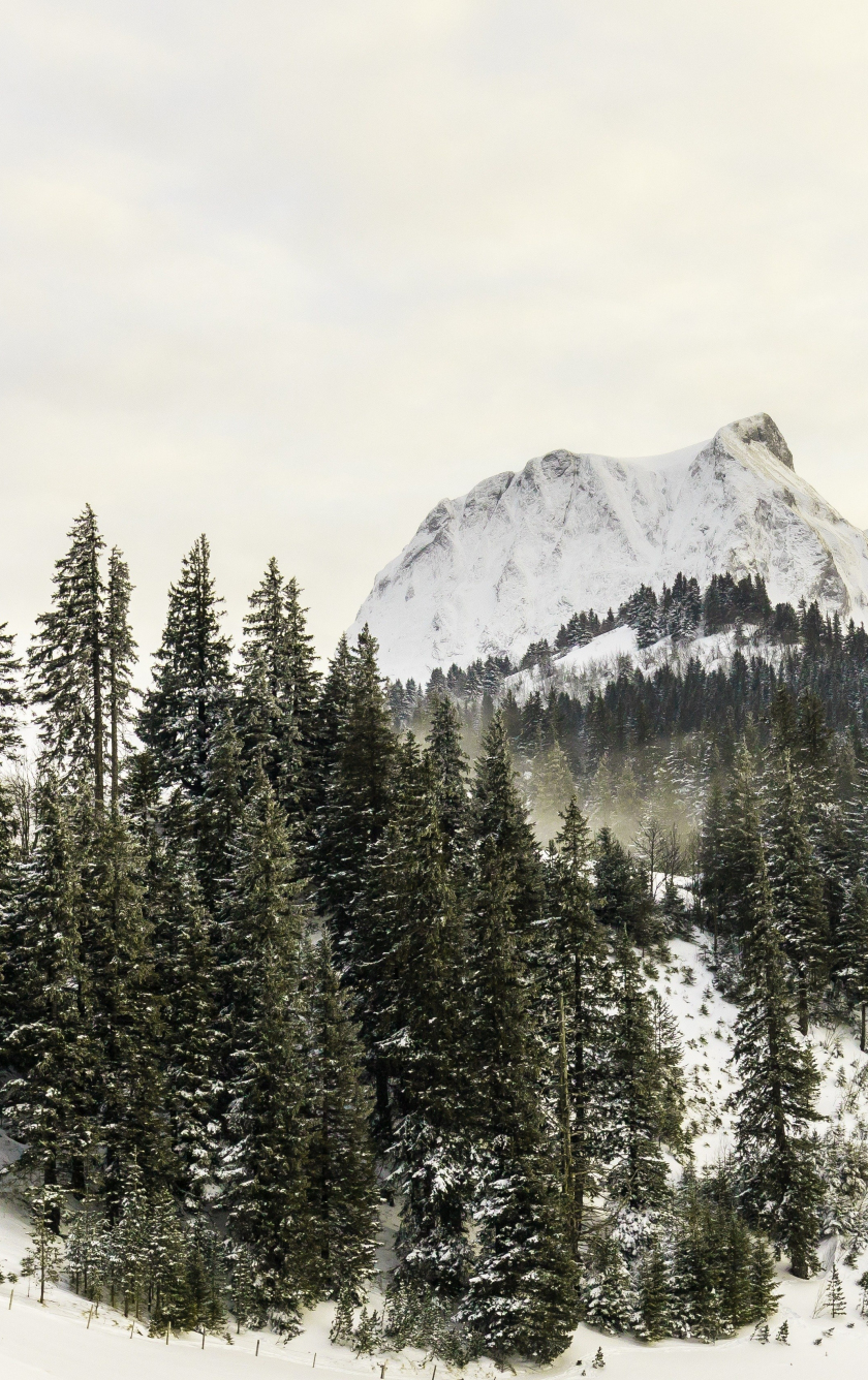 Winter Tree iPhone Wallpapers Wallpaper Cave