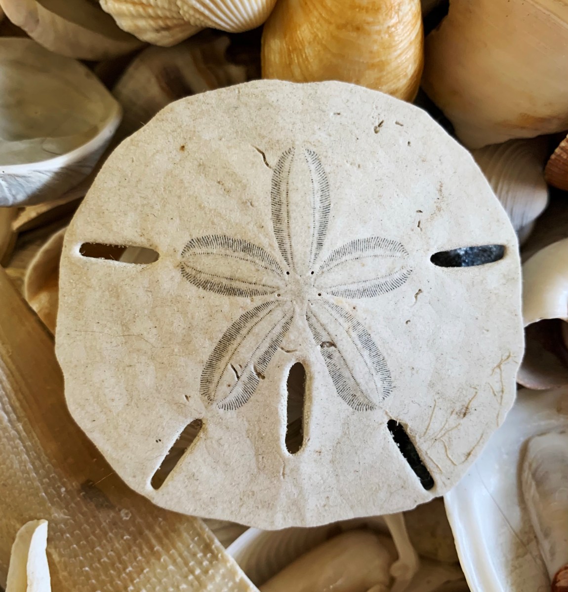 Sand Dollar Wallpapers Wallpaper Cave