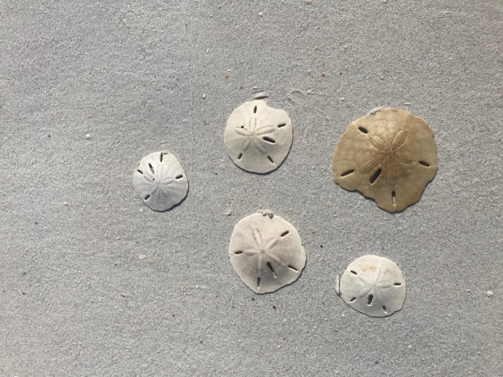 Sand Dollar Wallpapers Wallpaper Cave
