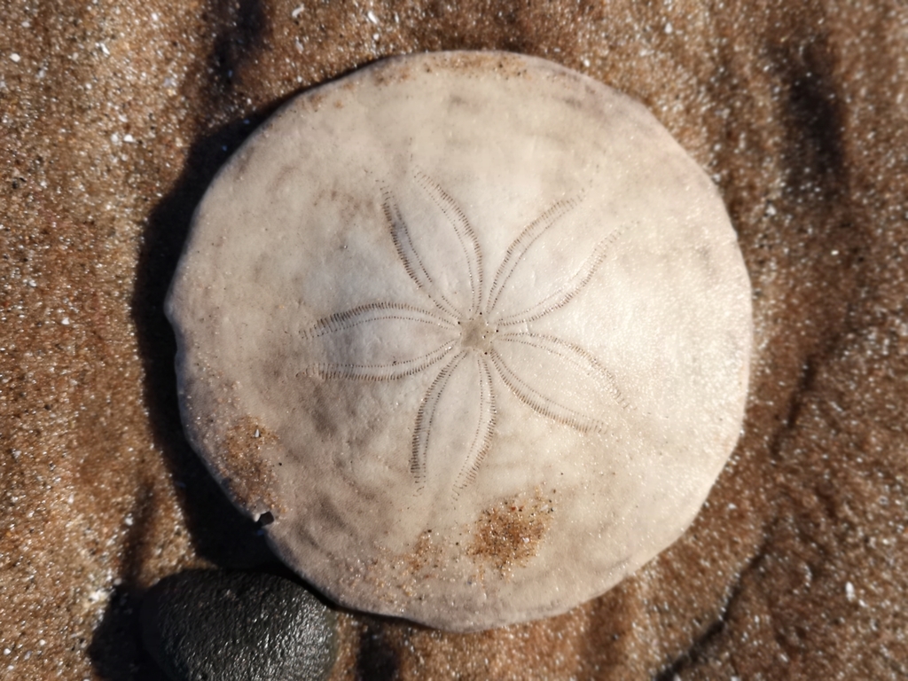 Sand Dollar Wallpapers Wallpaper Cave
