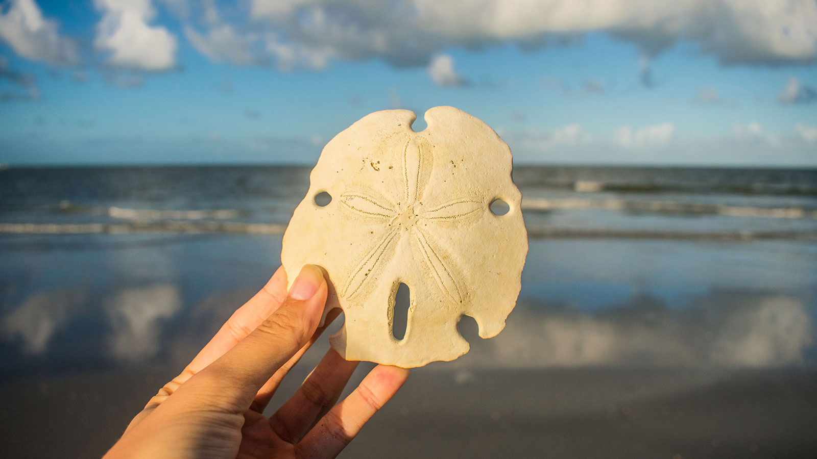 Sand Dollar Wallpapers Wallpaper Cave