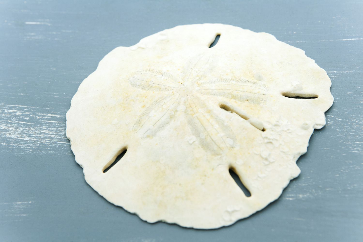 Sand Dollar Wallpapers Wallpaper Cave