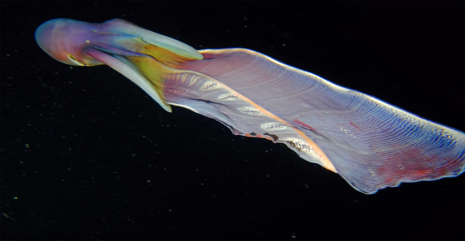 Blanket Octopus Wallpapers Wallpaper Cave