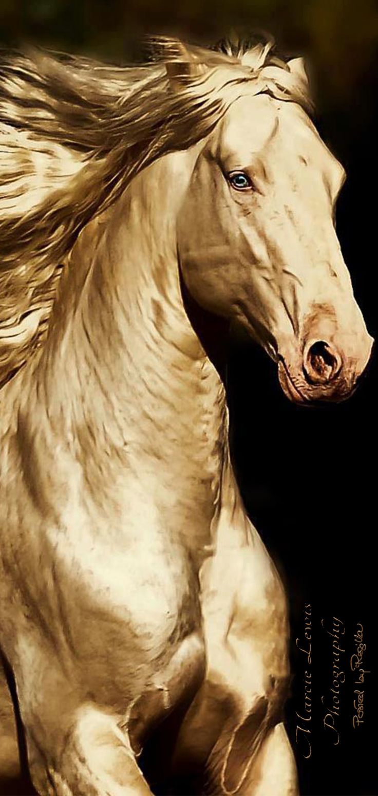 Golden Horse Wallpapers Wallpaper Cave