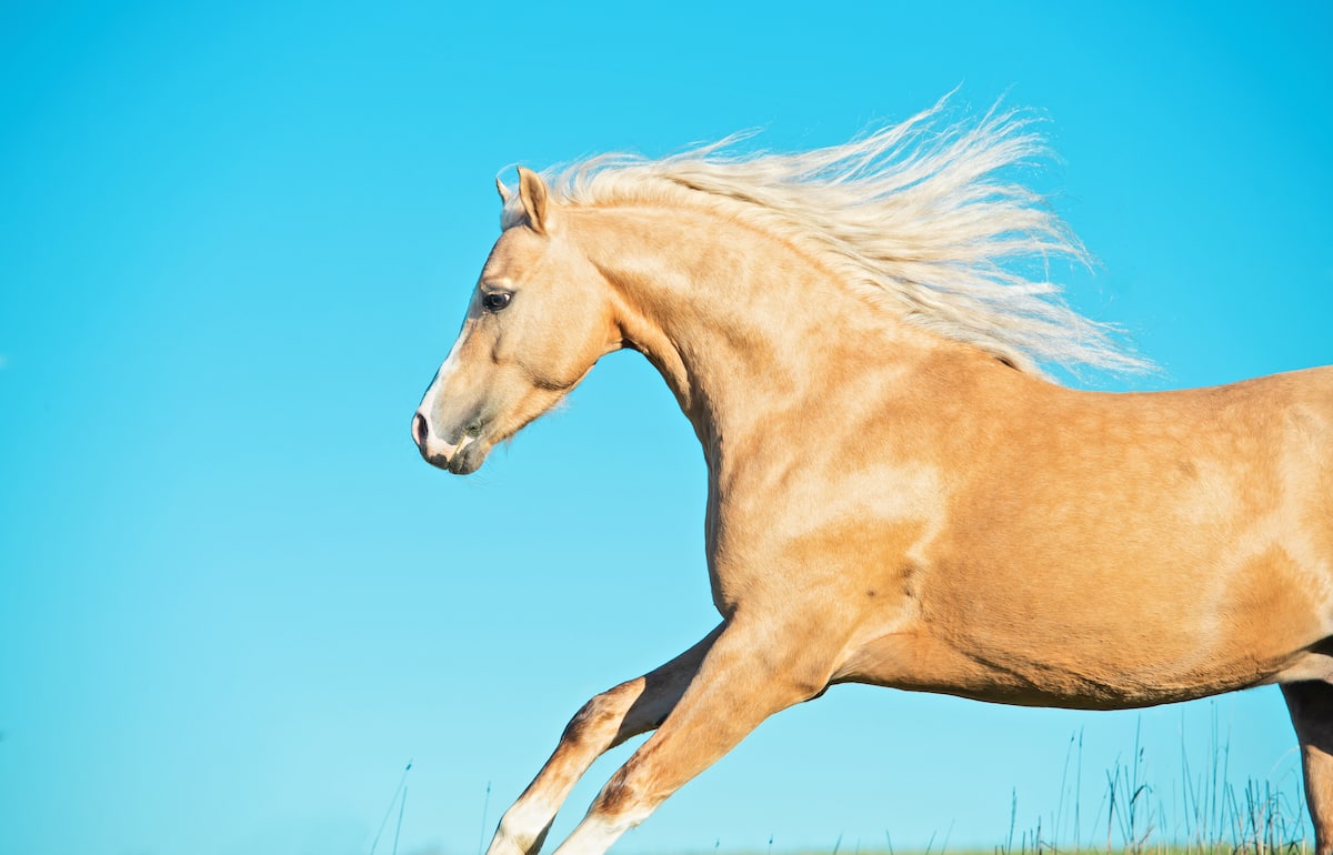 Golden Horse Wallpapers Wallpaper Cave