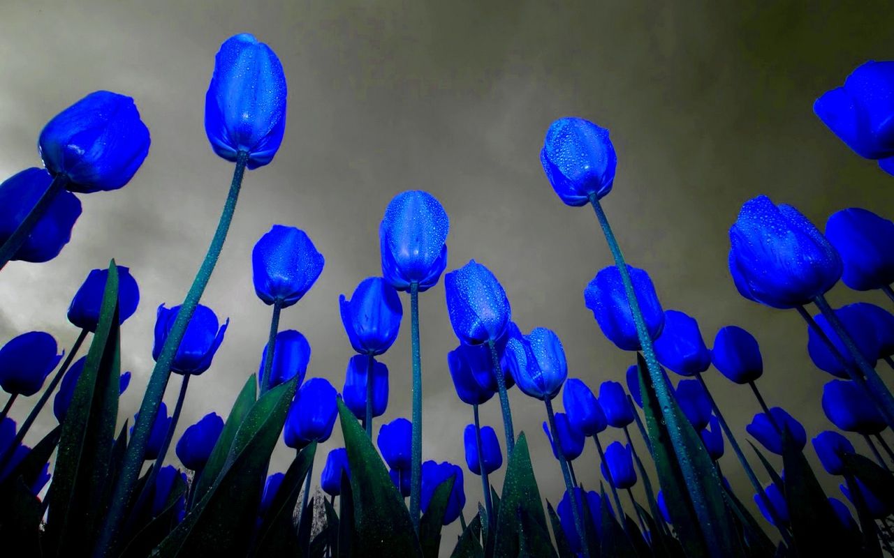 Blue Tulips Wallpapers Wallpaper Cave