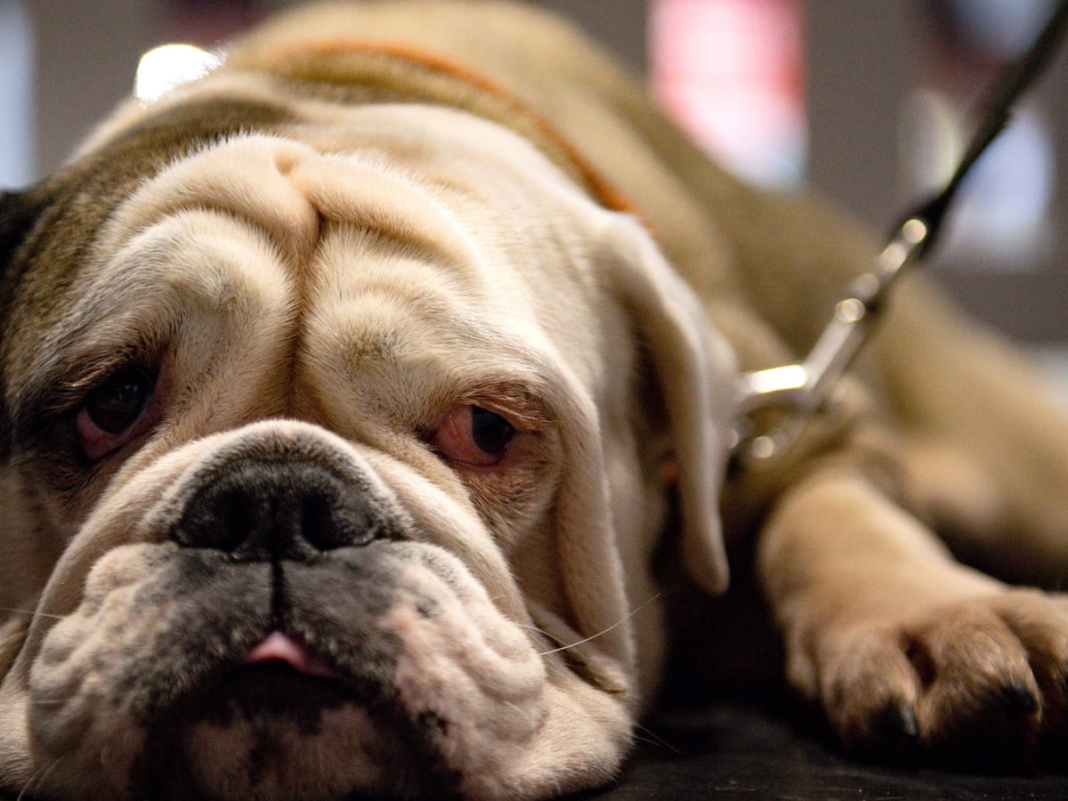 Old English Bulldog Wallpapers Wallpaper Cave