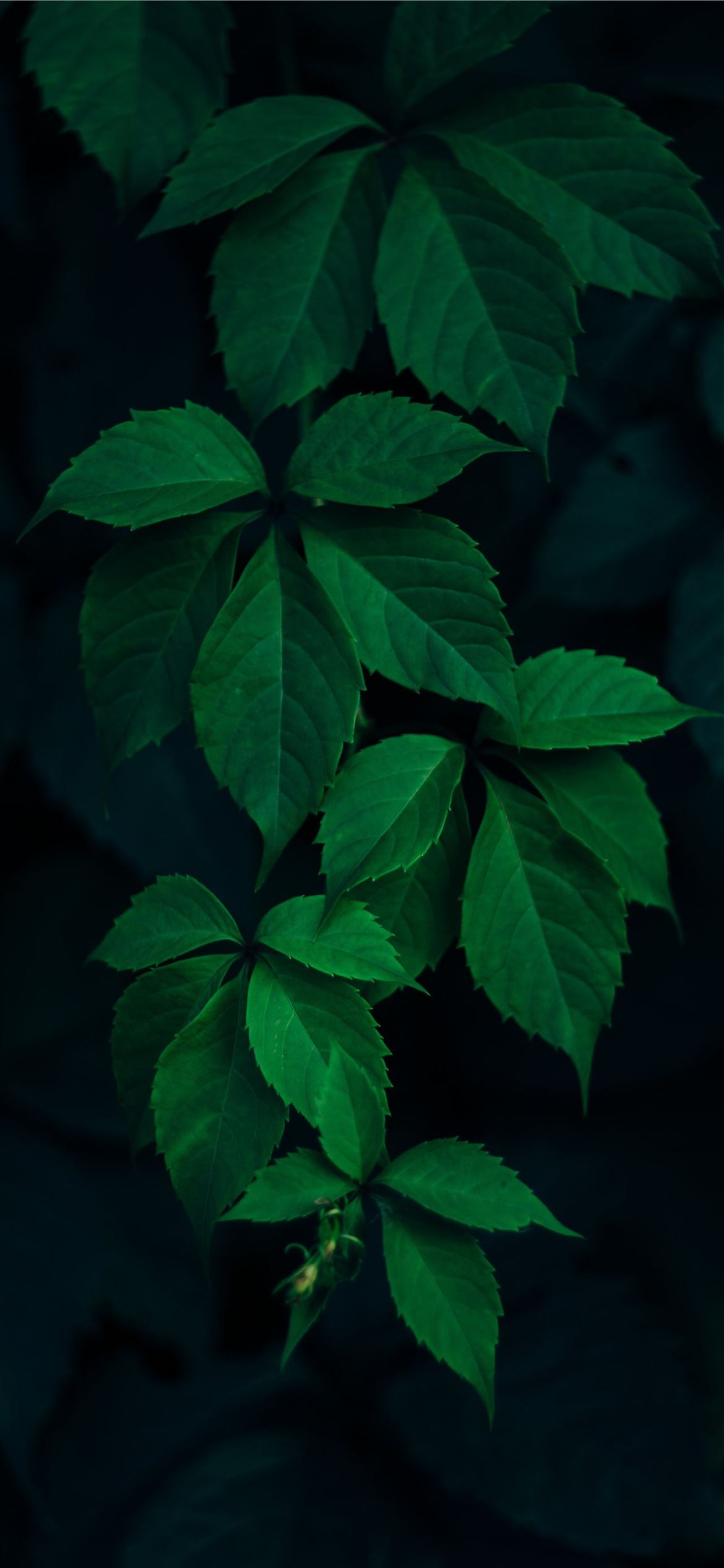 iPhone 12 Green Wallpapers Wallpaper Cave