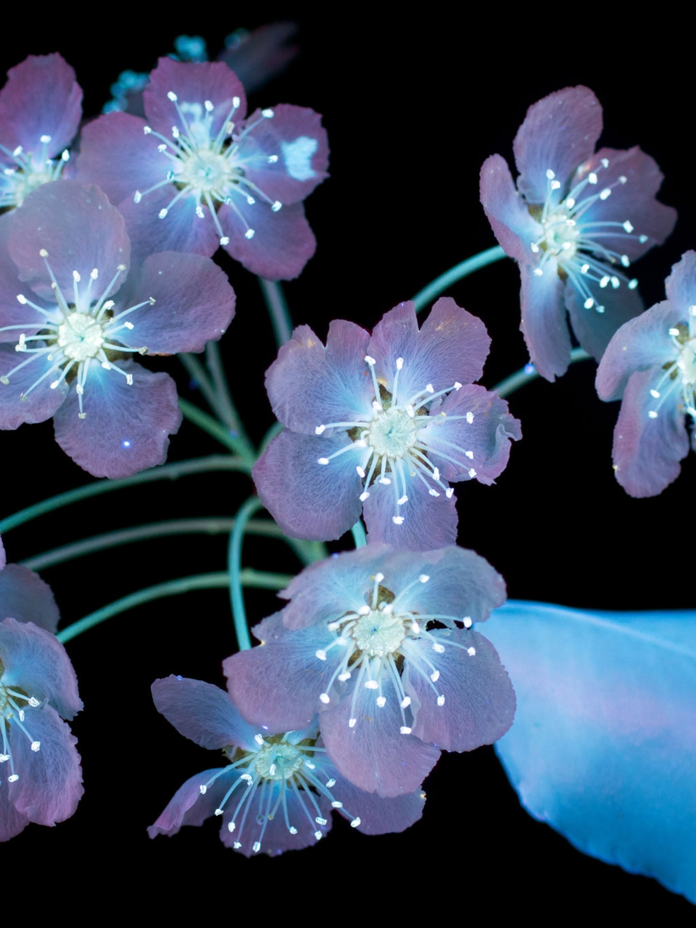 Glowing Flowers Wallpapers Wallpaper Cave