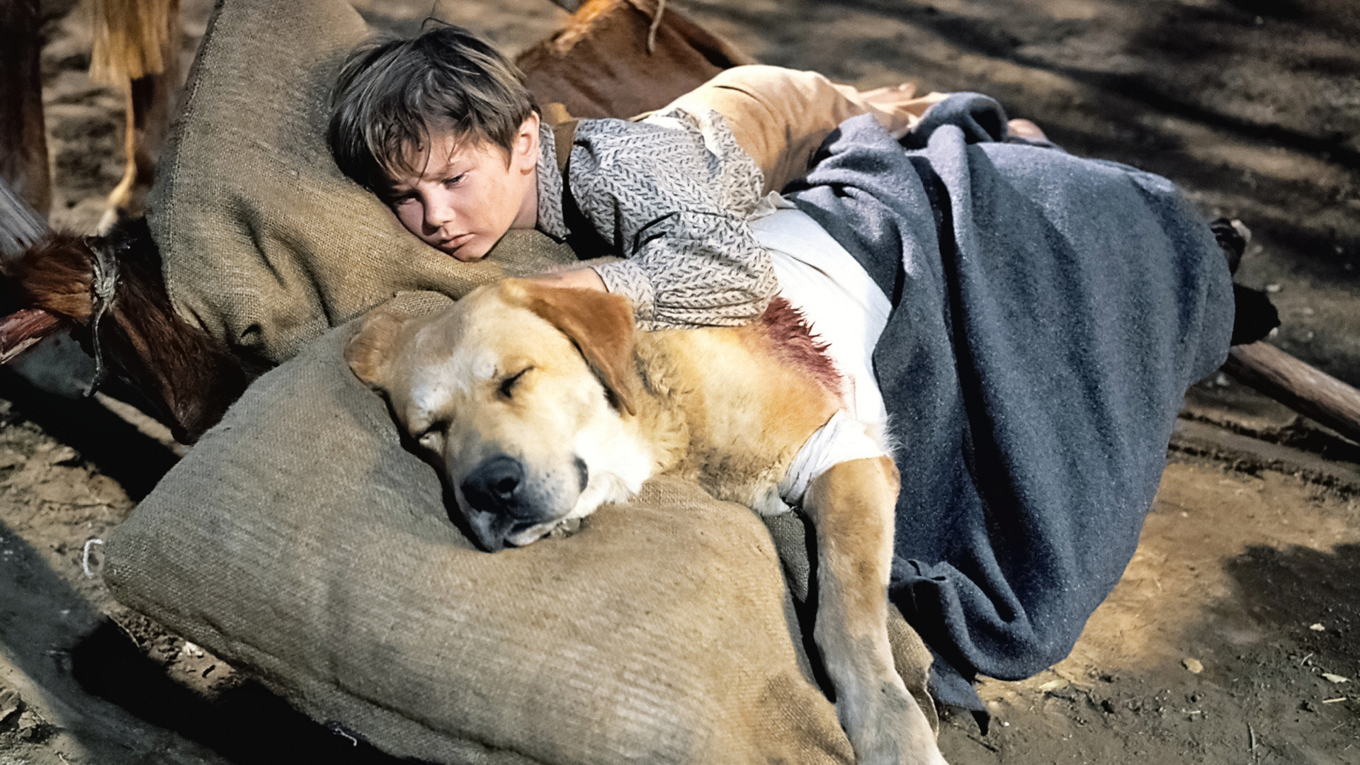 Old Yeller Wallpapers Wallpaper Cave