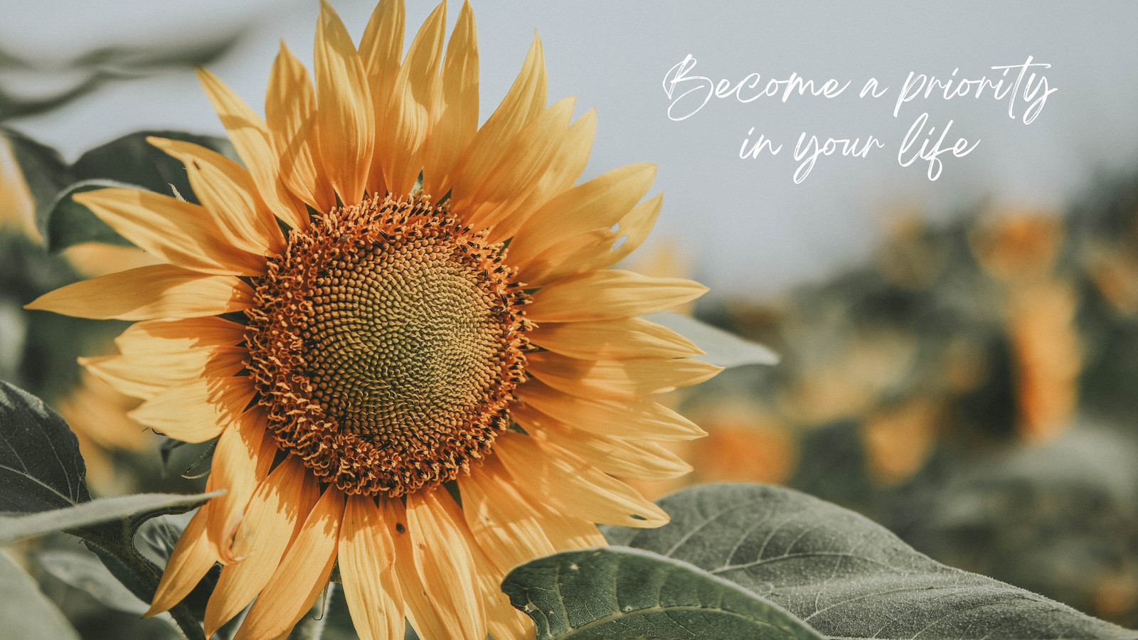 Sunflower Quotes Wallpapers Wallpaper Cave