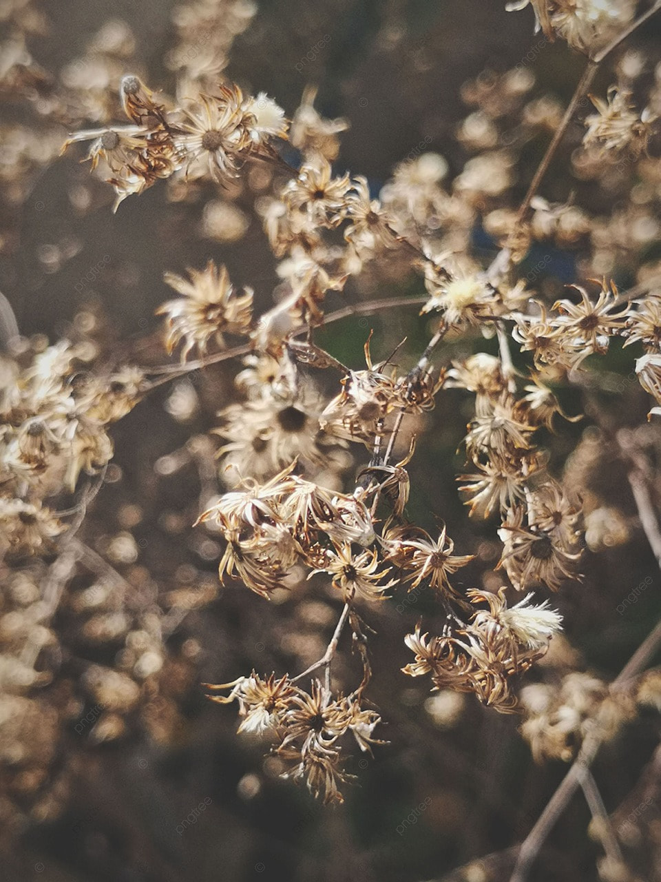 Dying Flower Wallpapers Wallpaper Cave