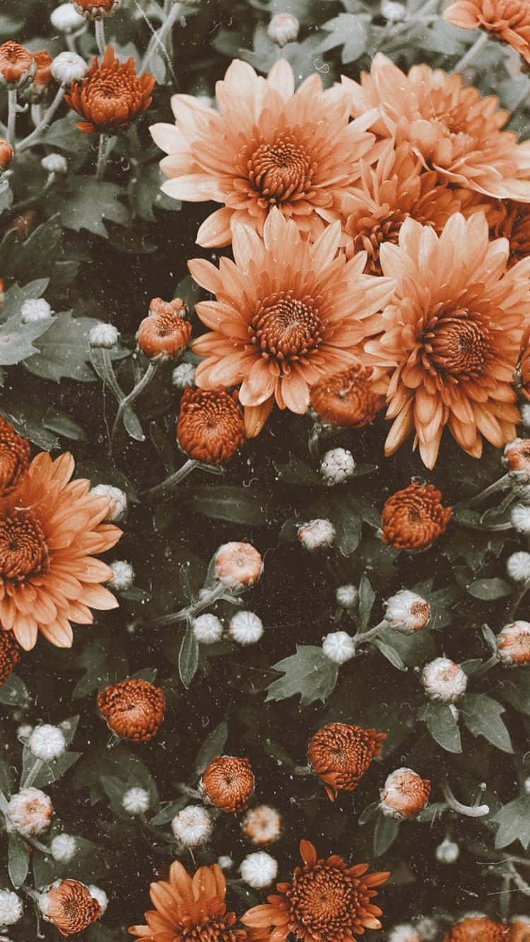 Aesthetic Brown Flowers Wallpapers Wallpaper Cave