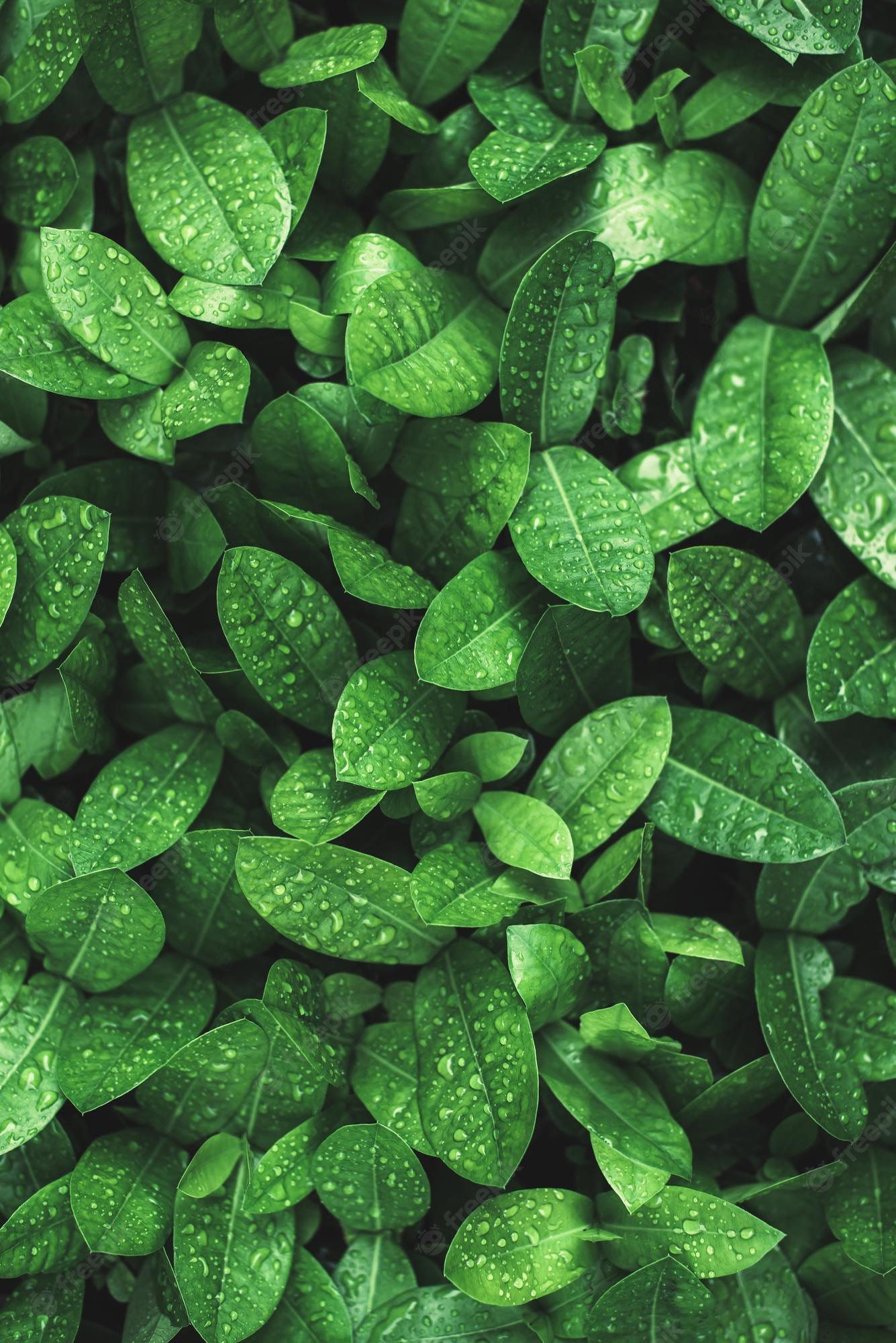 Leaves Spring Wallpapers Wallpaper Cave