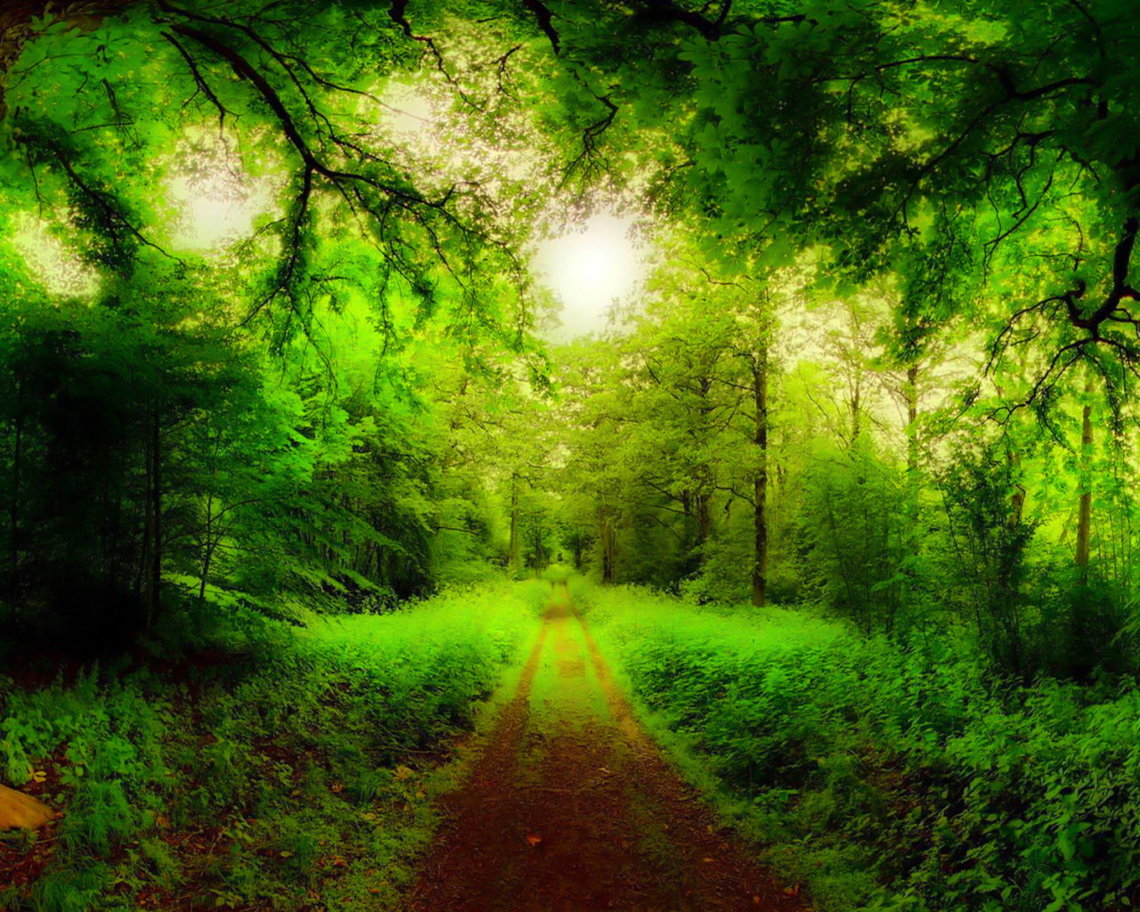 Green Forest Road HD Wallpapers Wallpaper Cave