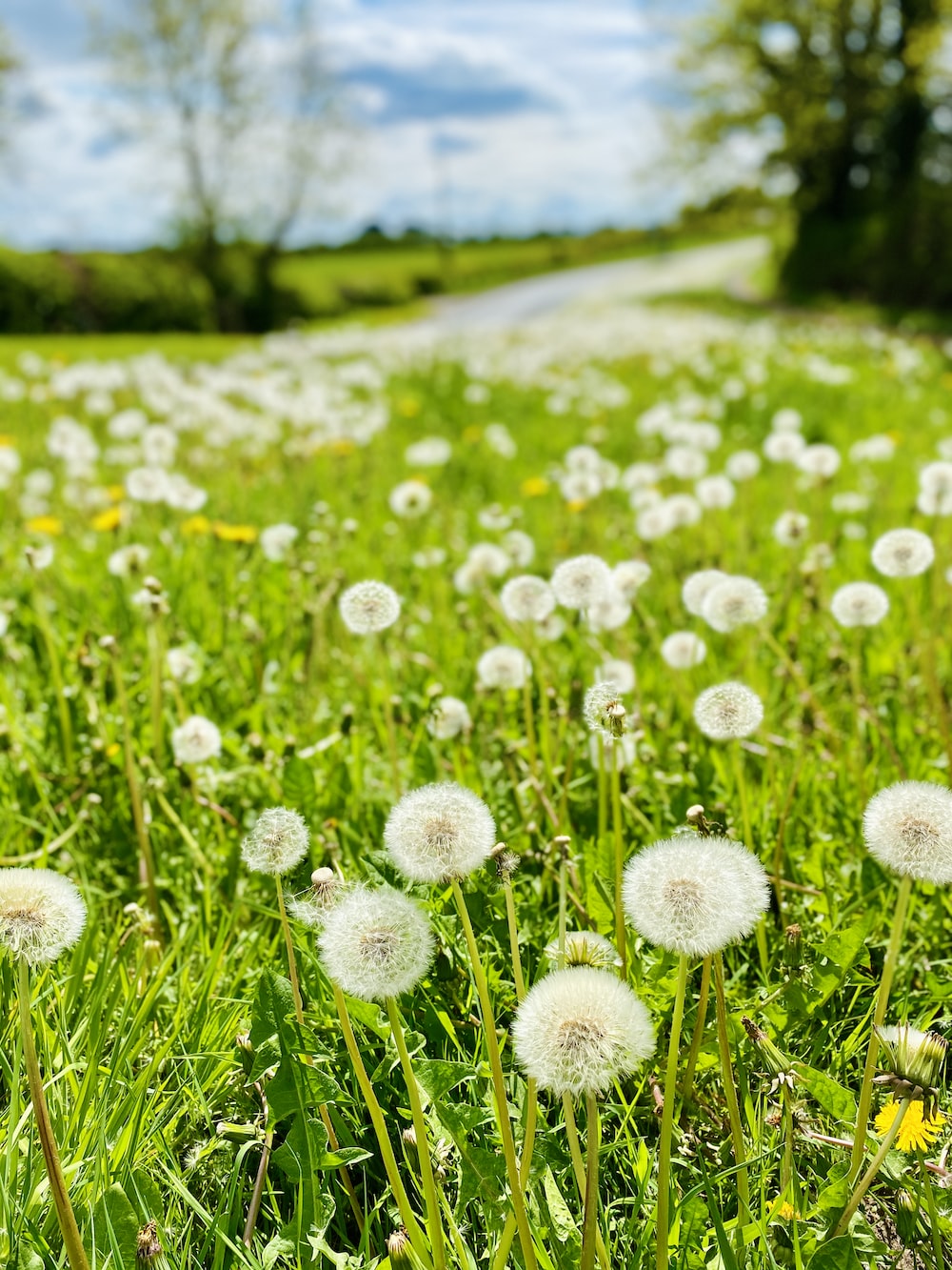 Field Of Dandelion Wallpapers Wallpaper Cave