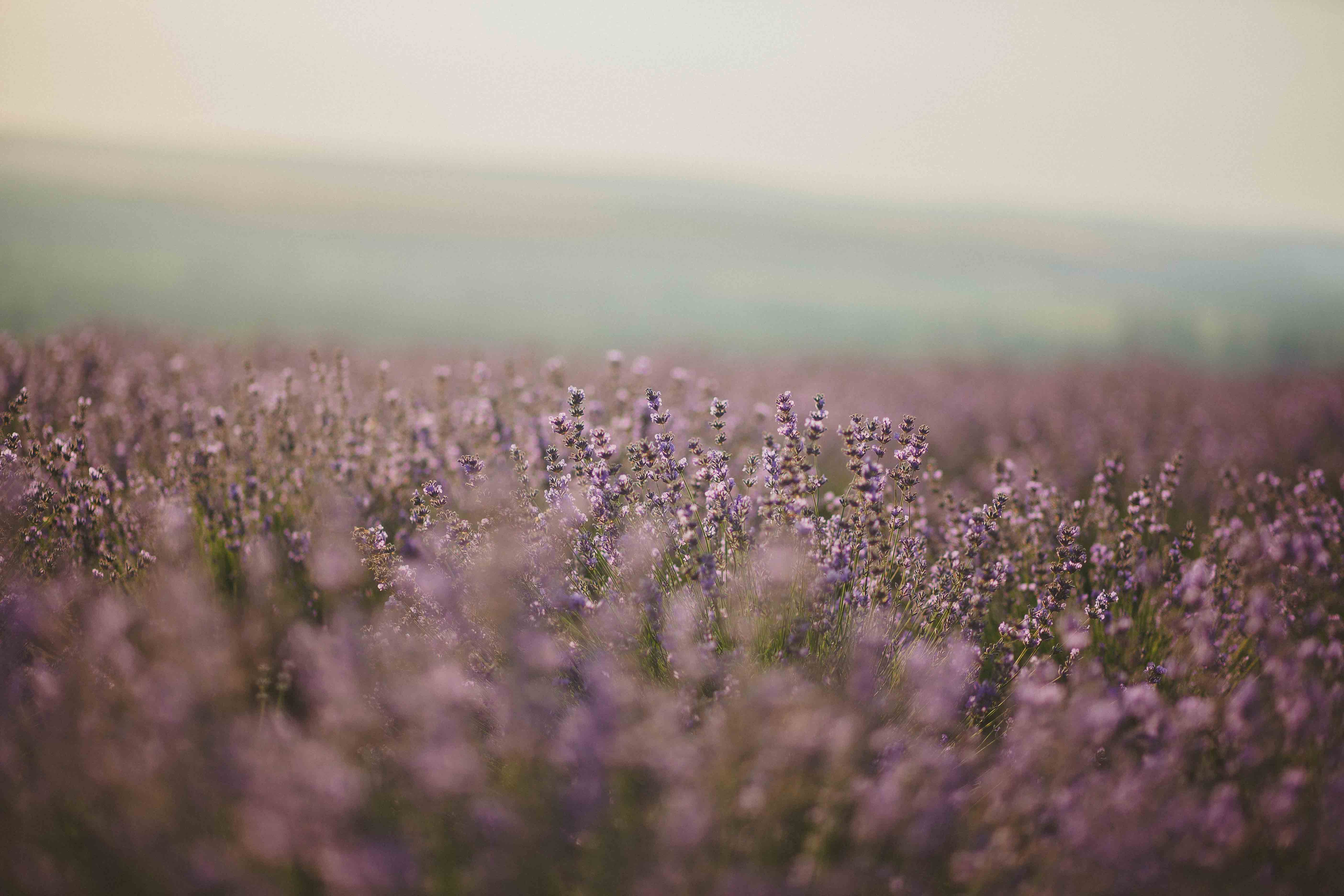 Lavender Farm Wallpapers Wallpaper Cave