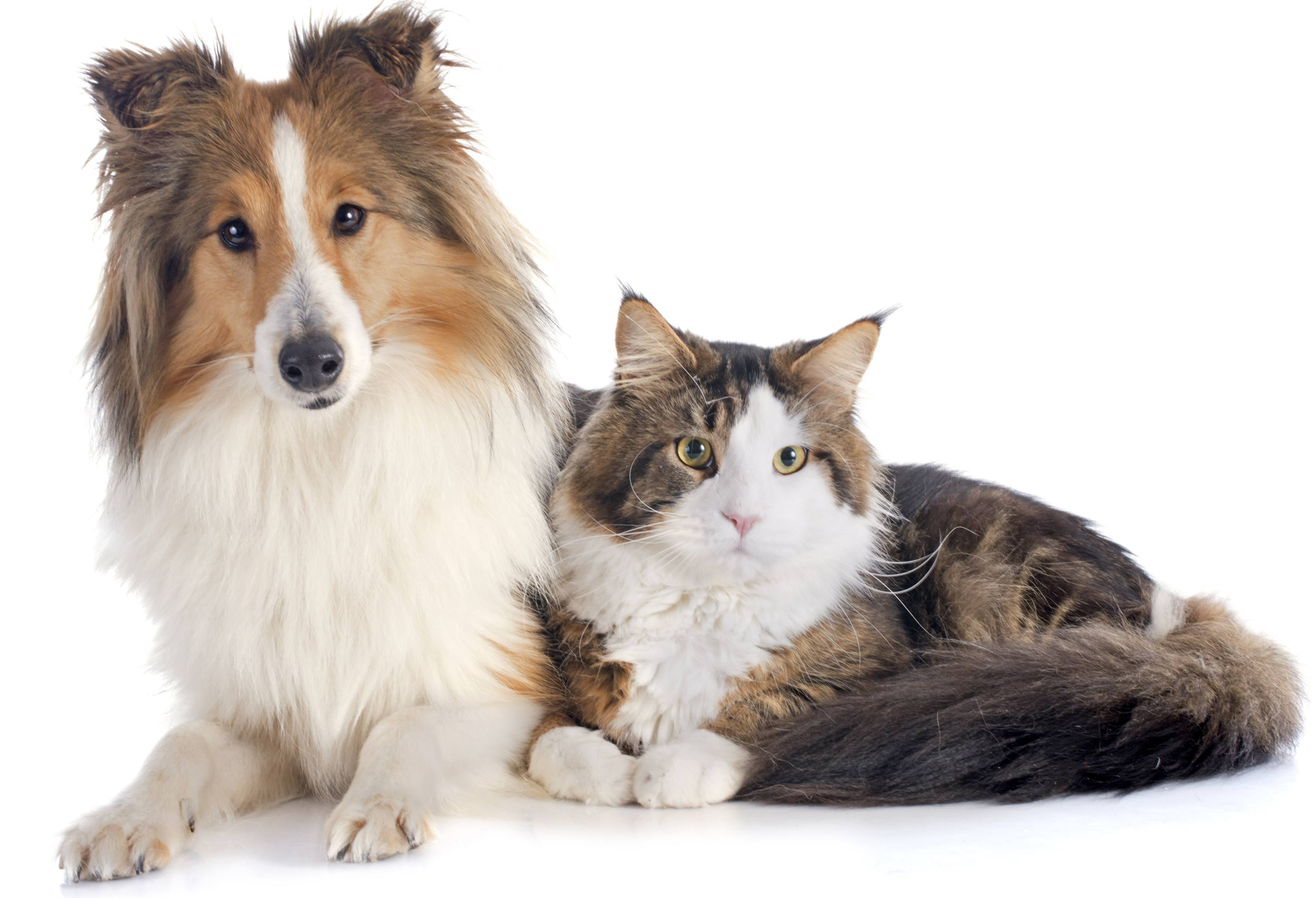 Dog Best Friends Wallpapers Wallpaper Cave