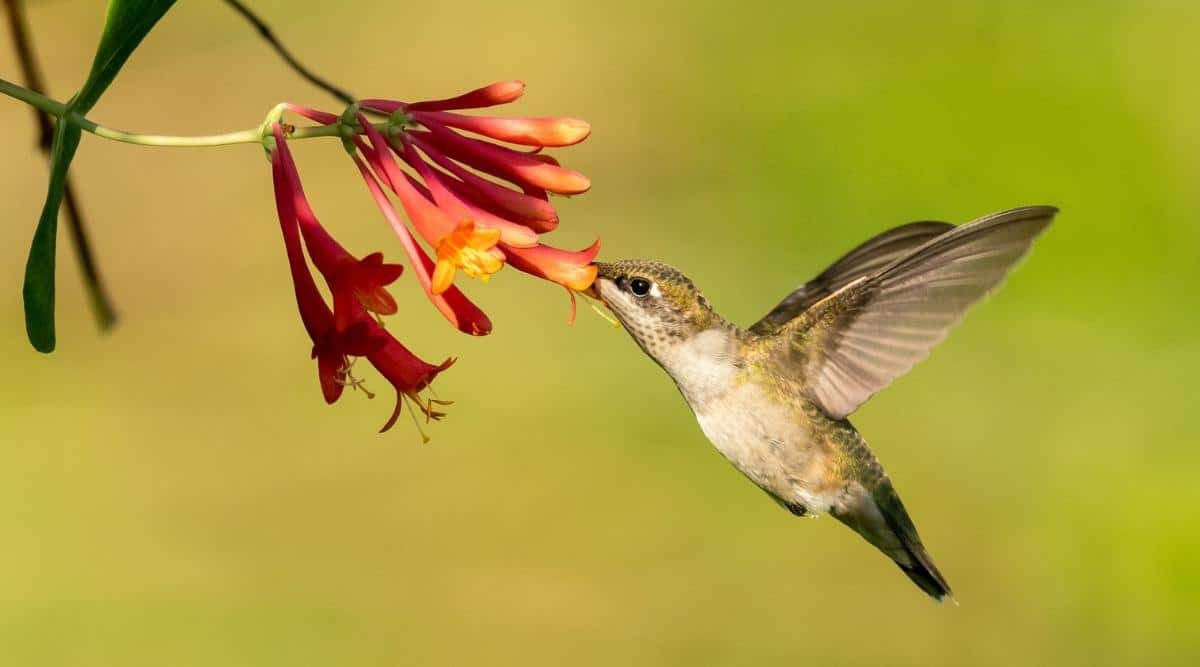 Spring Hummingbird Flowers Wallpapers Wallpaper Cave
