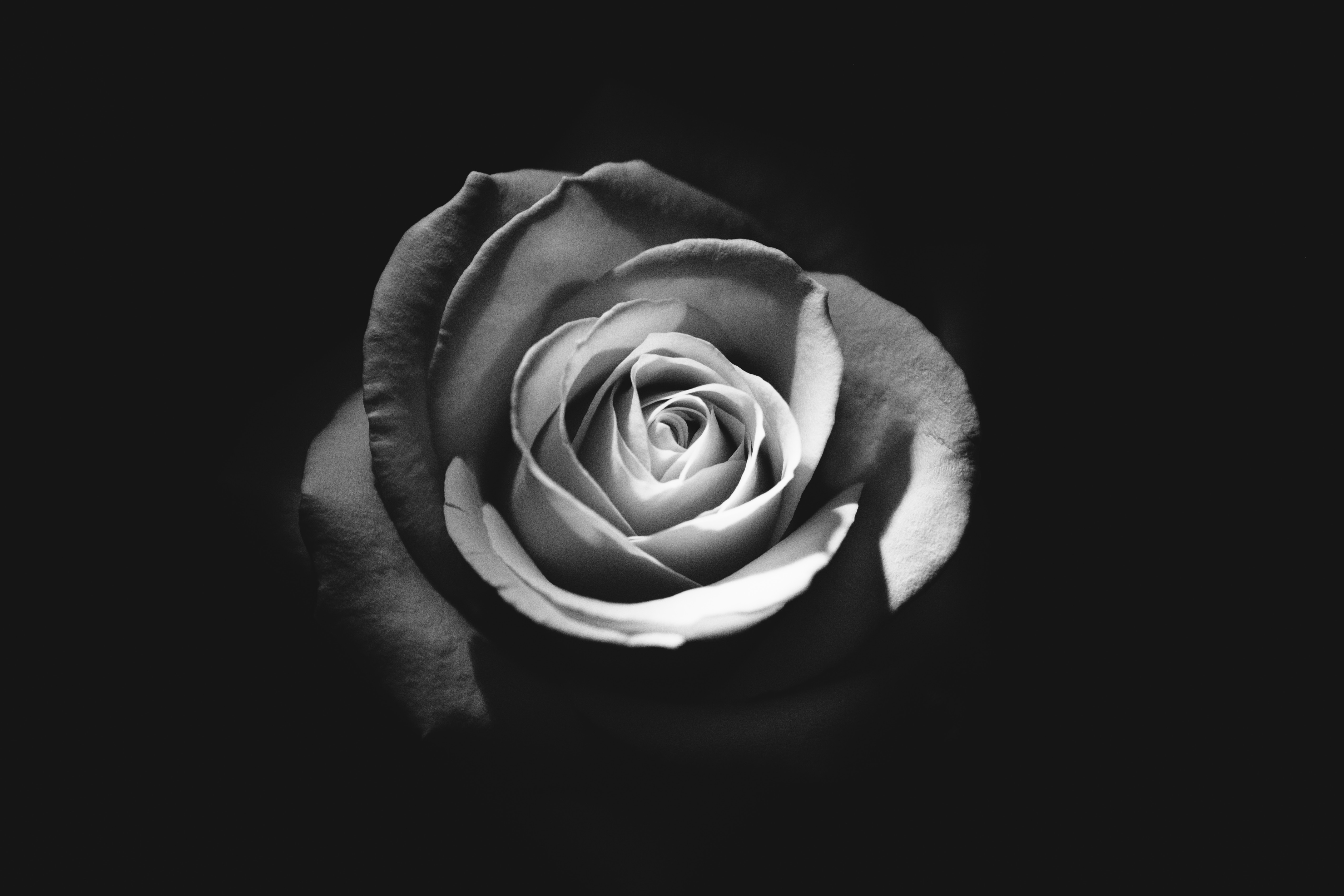Black Rose Flower 4k Wallpapers Wallpaper Cave
