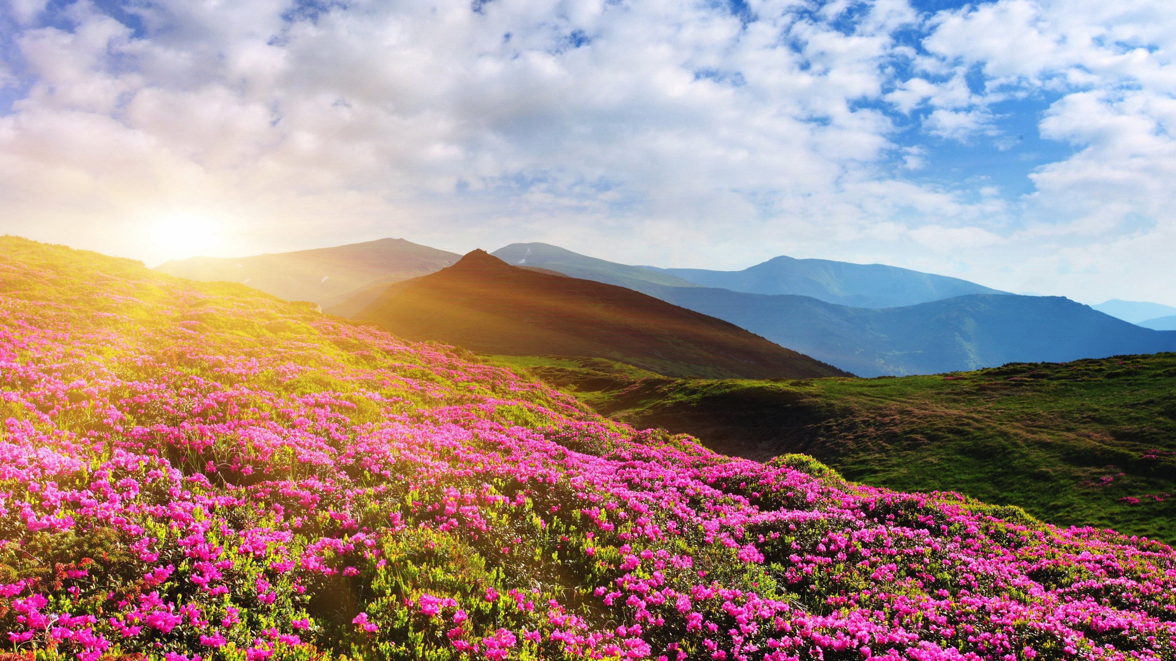Pink Flower With Mountain Wallpapers Wallpaper Cave