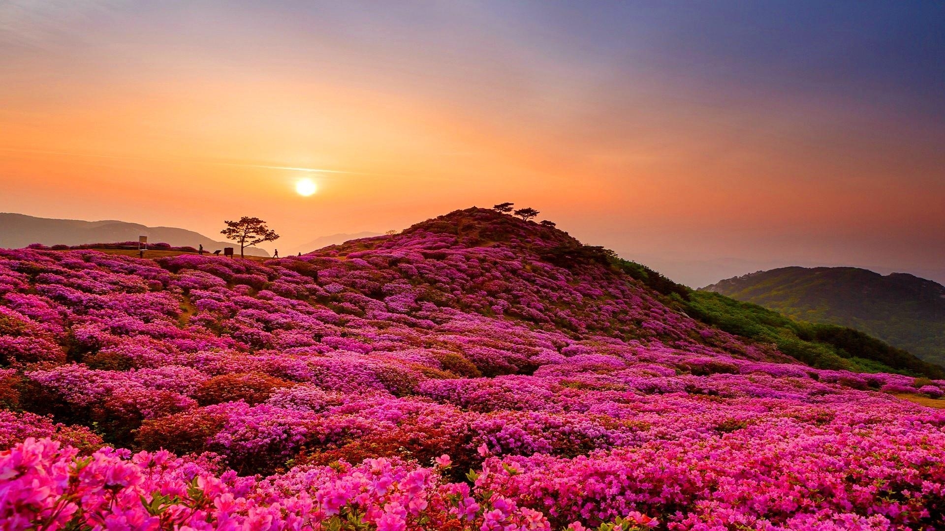 Pink Flower With Mountain Wallpapers Wallpaper Cave