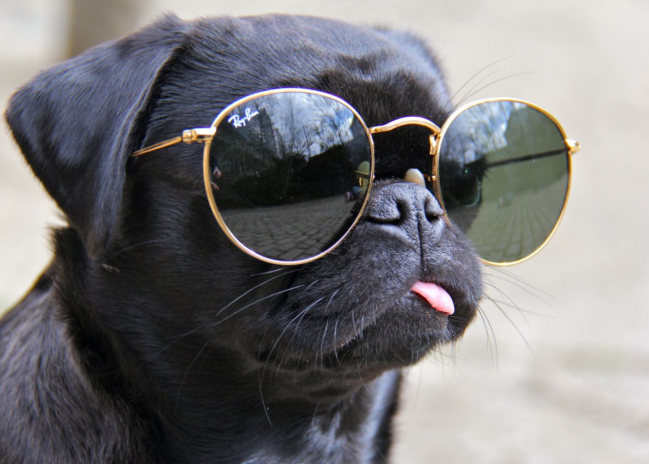 Dog With Sunglasses Wallpapers Wallpaper Cave