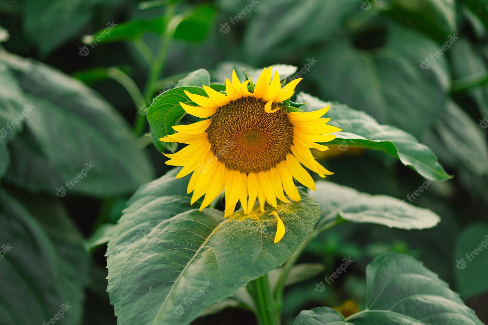 Sunflower Seeds Wallpapers Wallpaper Cave