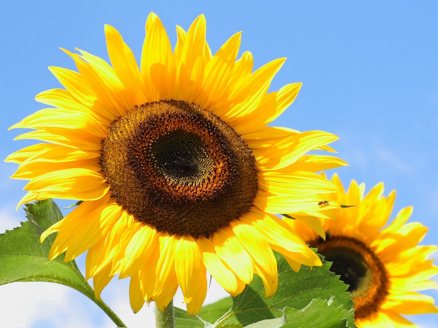 Sunflower Seeds Wallpapers Wallpaper Cave