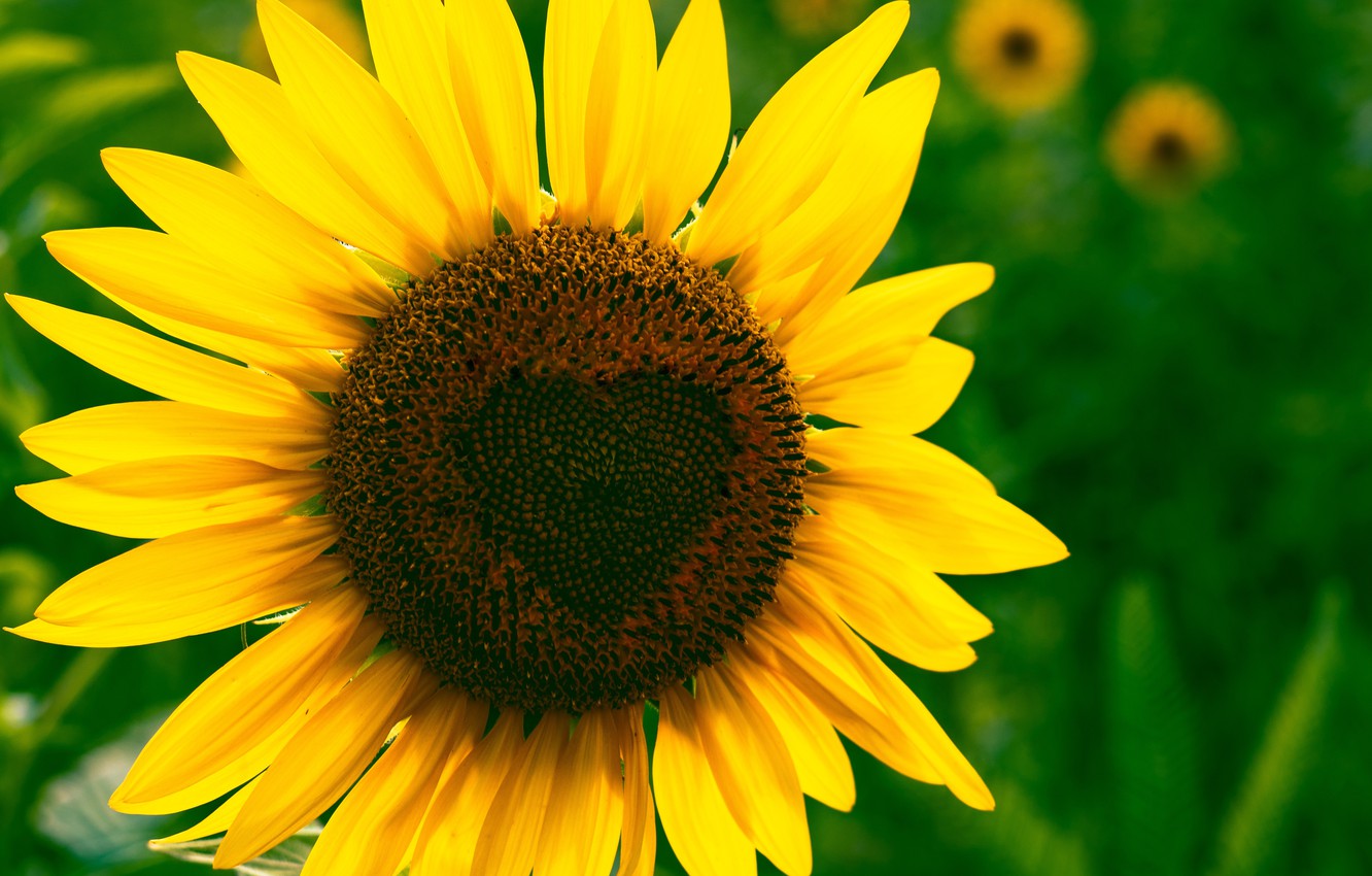 Sunflower Seeds Wallpapers Wallpaper Cave