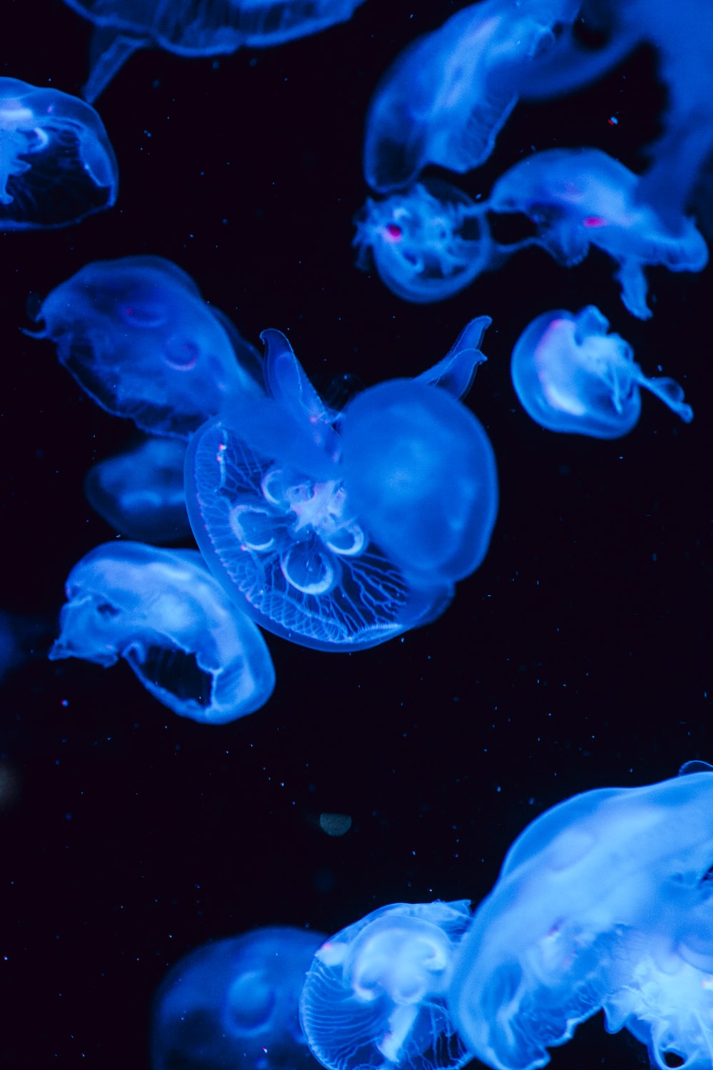 Blue Jellyfish Wallpapers Wallpaper Cave