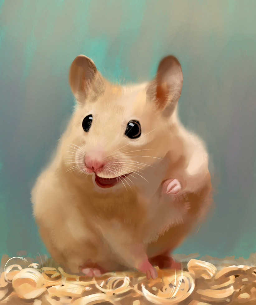 Fat Hamsters Wallpapers Wallpaper Cave