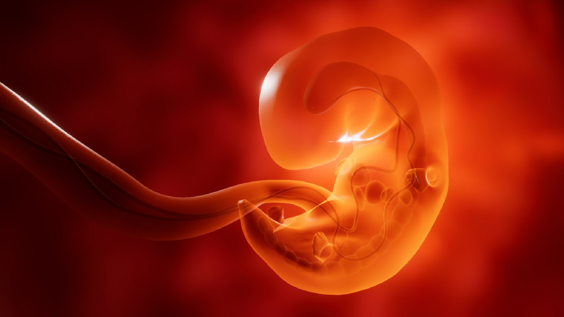 Embryology Wallpapers - Wallpaper Cave