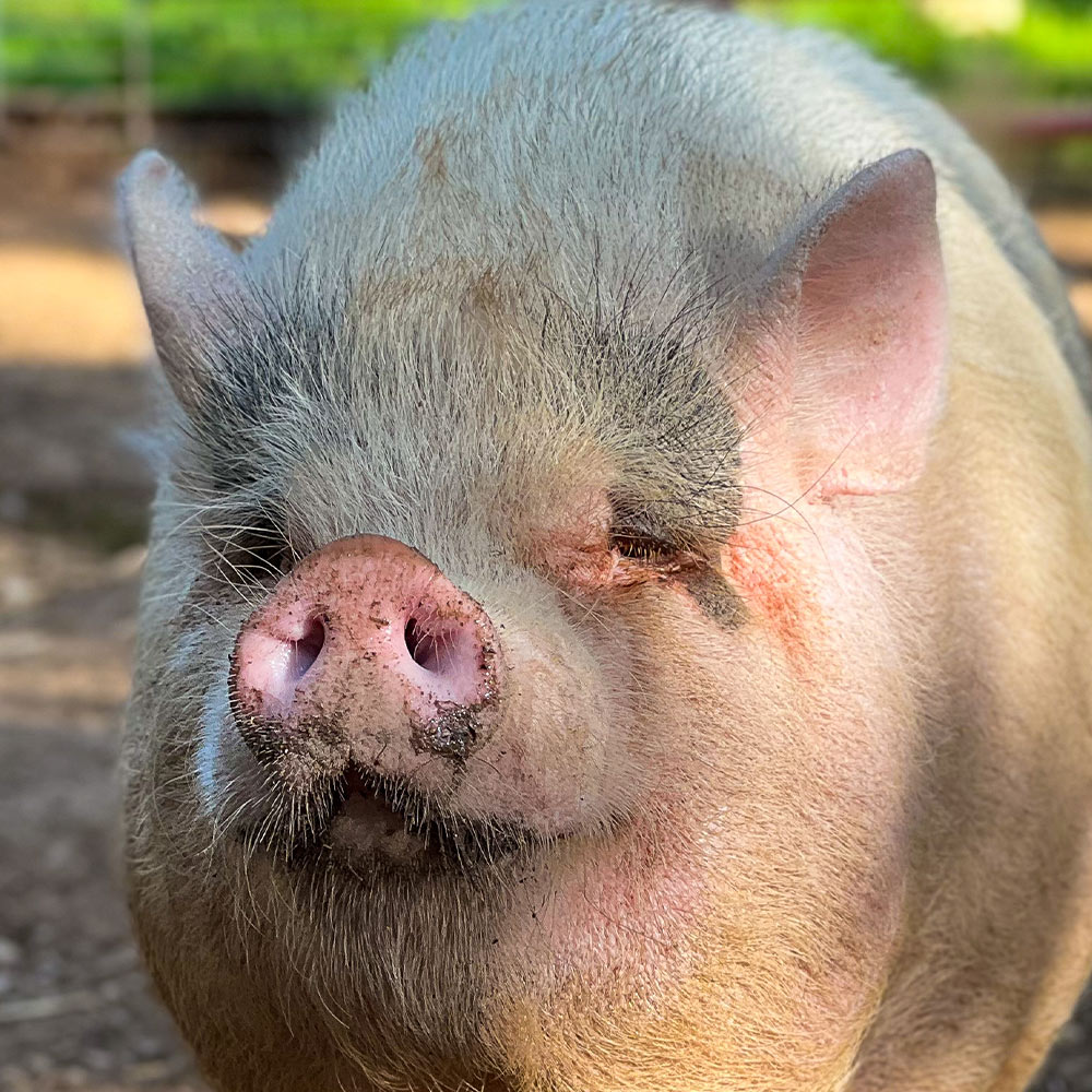 Ugly Pigs Wallpapers Wallpaper Cave