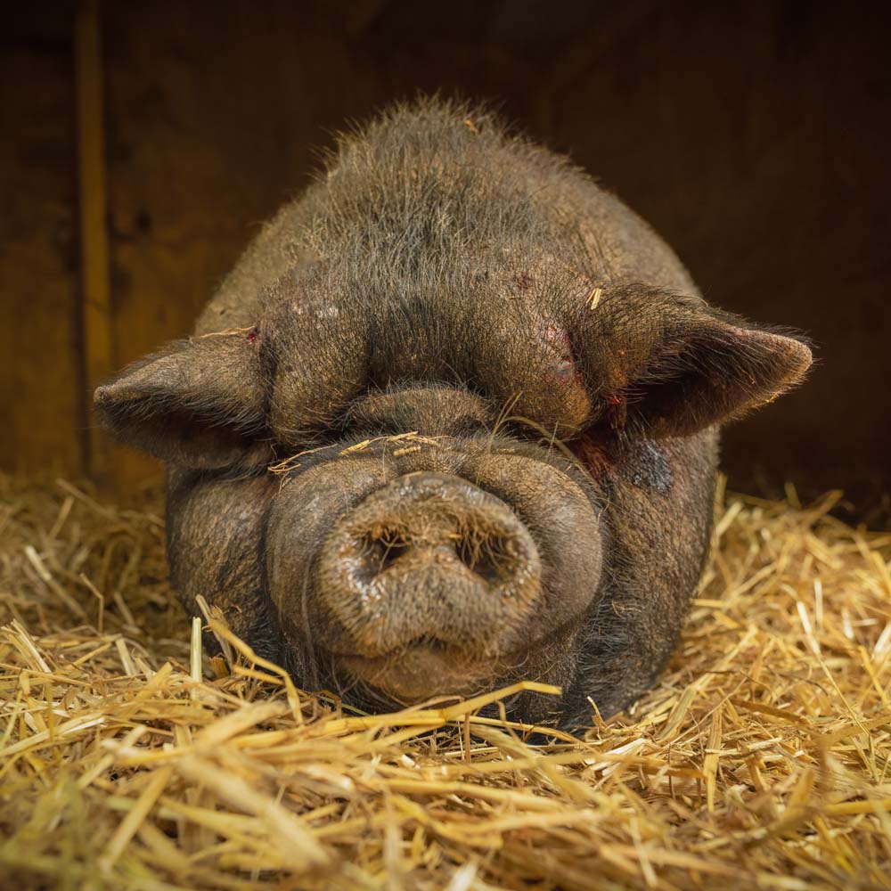 Ugly Pigs Wallpapers Wallpaper Cave