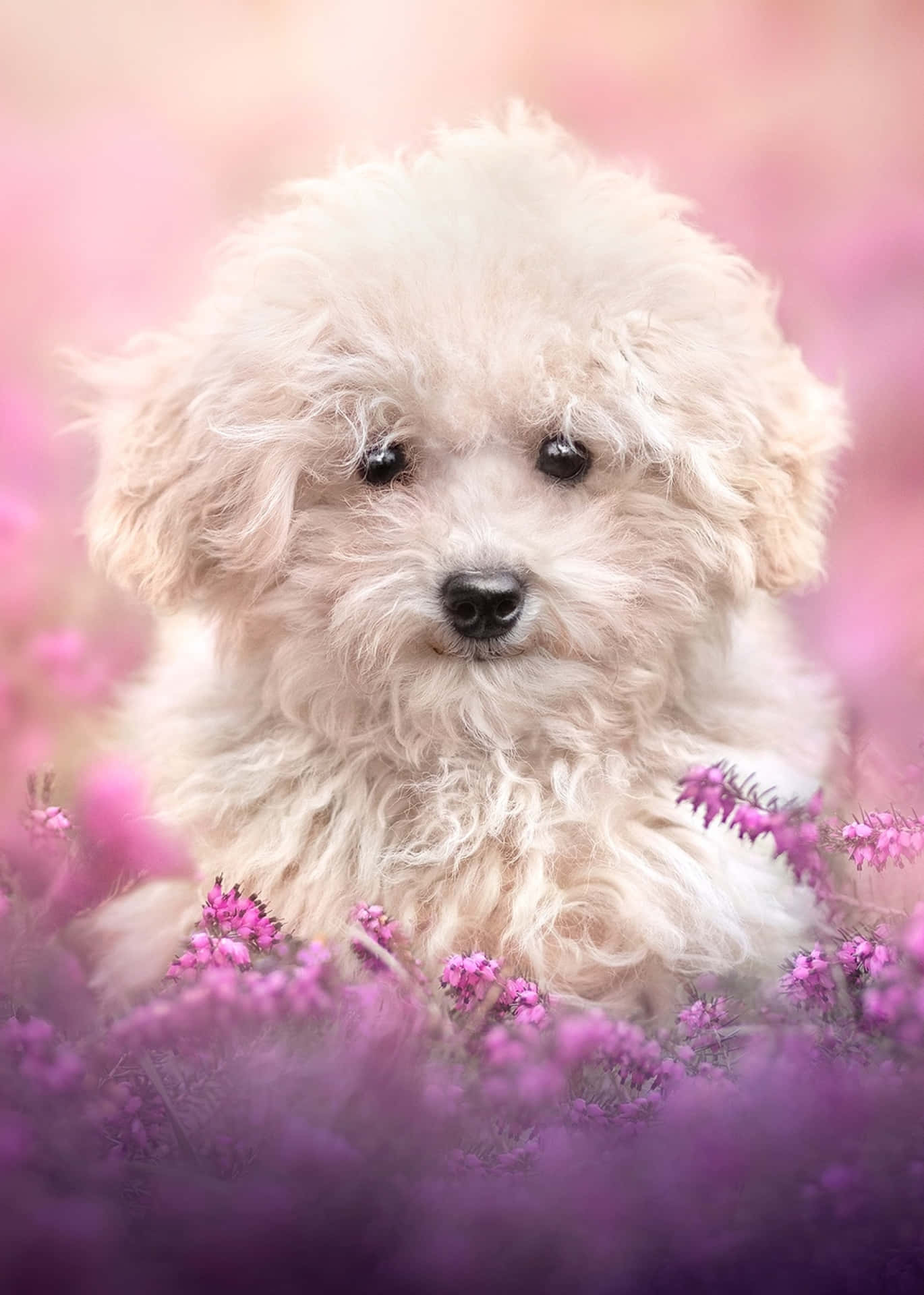 Pink Cute Dog Wallpapers Wallpaper Cave