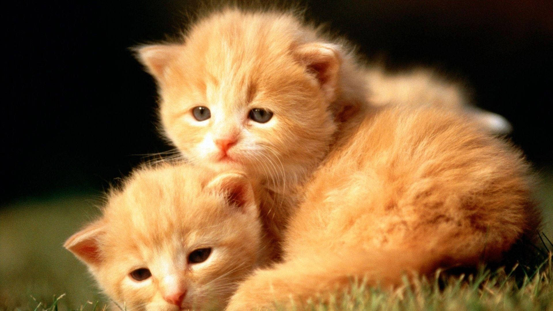 Cute Kittens Orange Wallpapers Wallpaper Cave