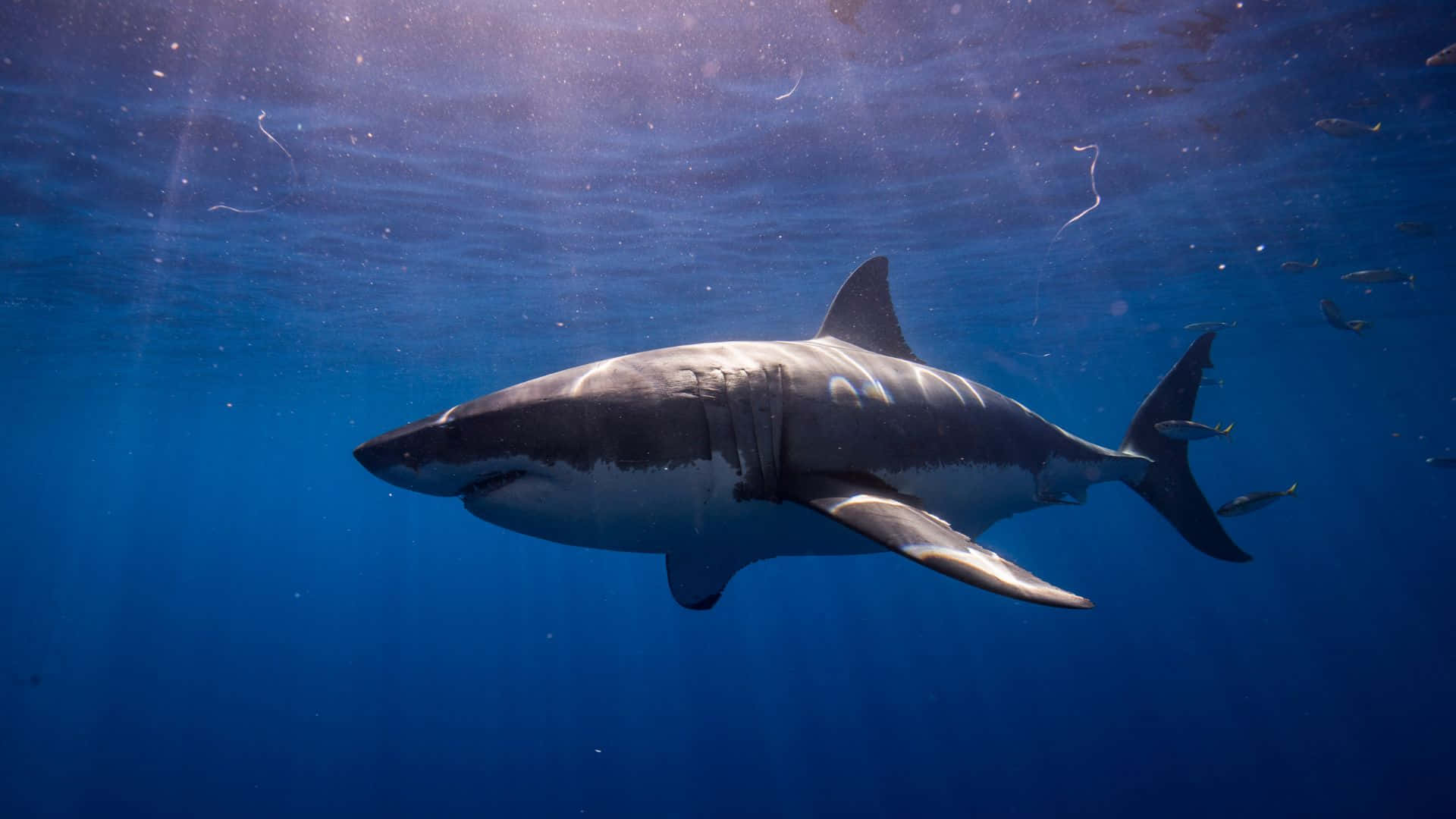 Big Sharks Wallpapers Wallpaper Cave