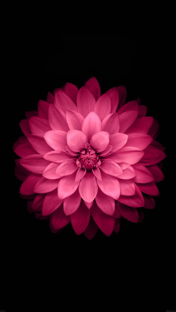 Dark Pink Flowers Wallpapers Wallpaper Cave