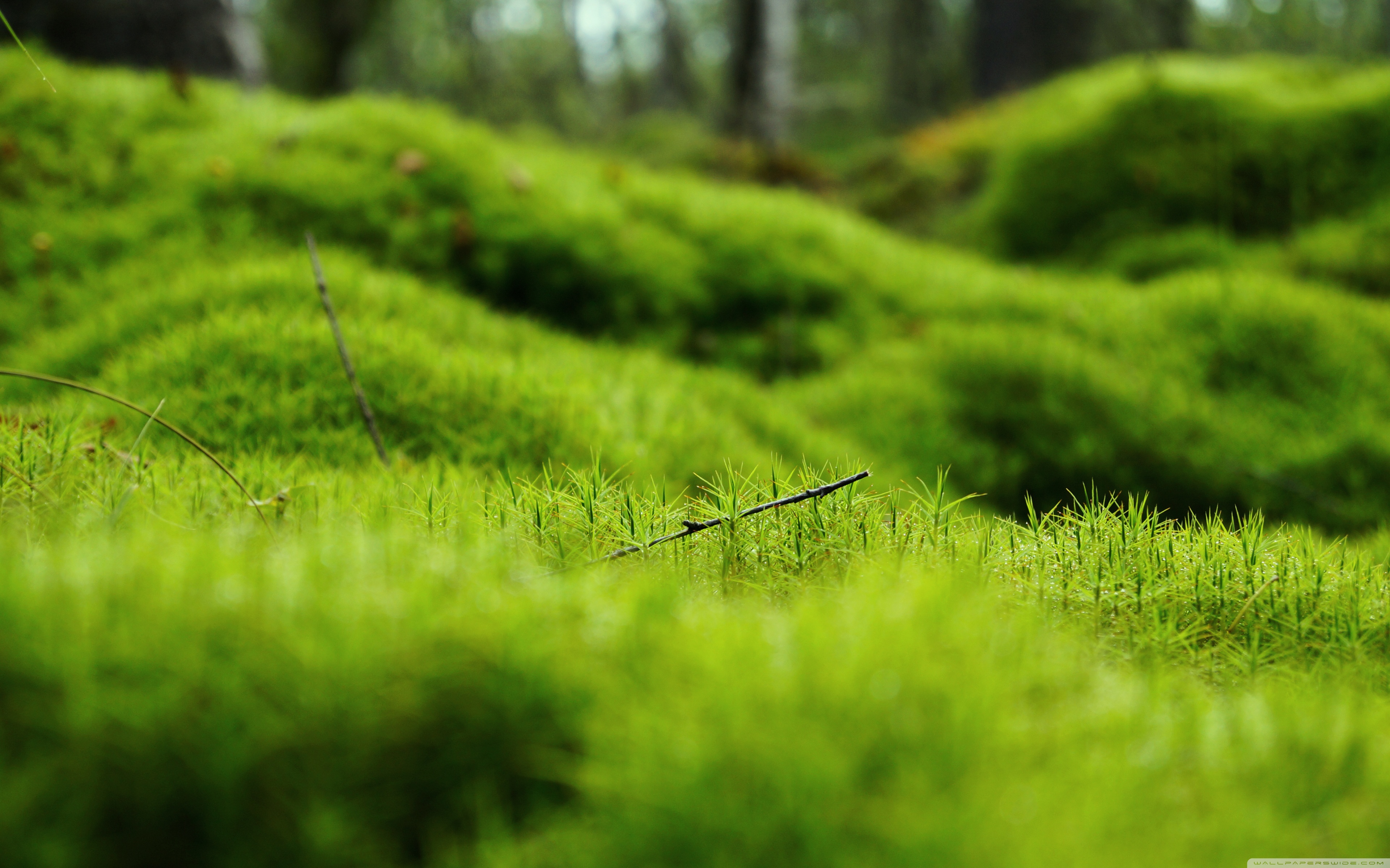 Moss Green Wallpapers Wallpaper Cave