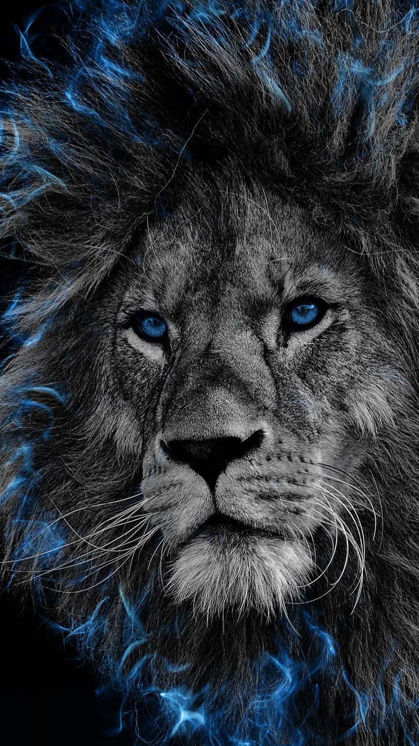 iPhone 14 Pro Lion Wallpapers Wallpaper Cave