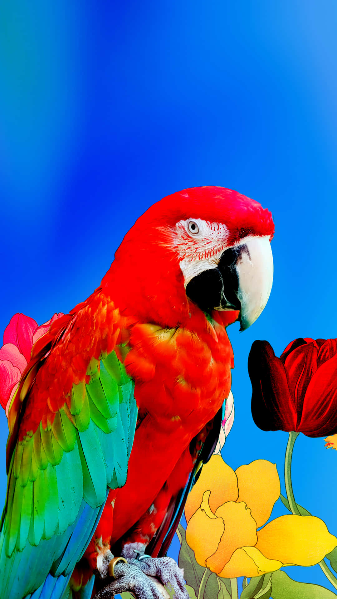 Beautiful Parrots Wallpapers Wallpaper Cave
