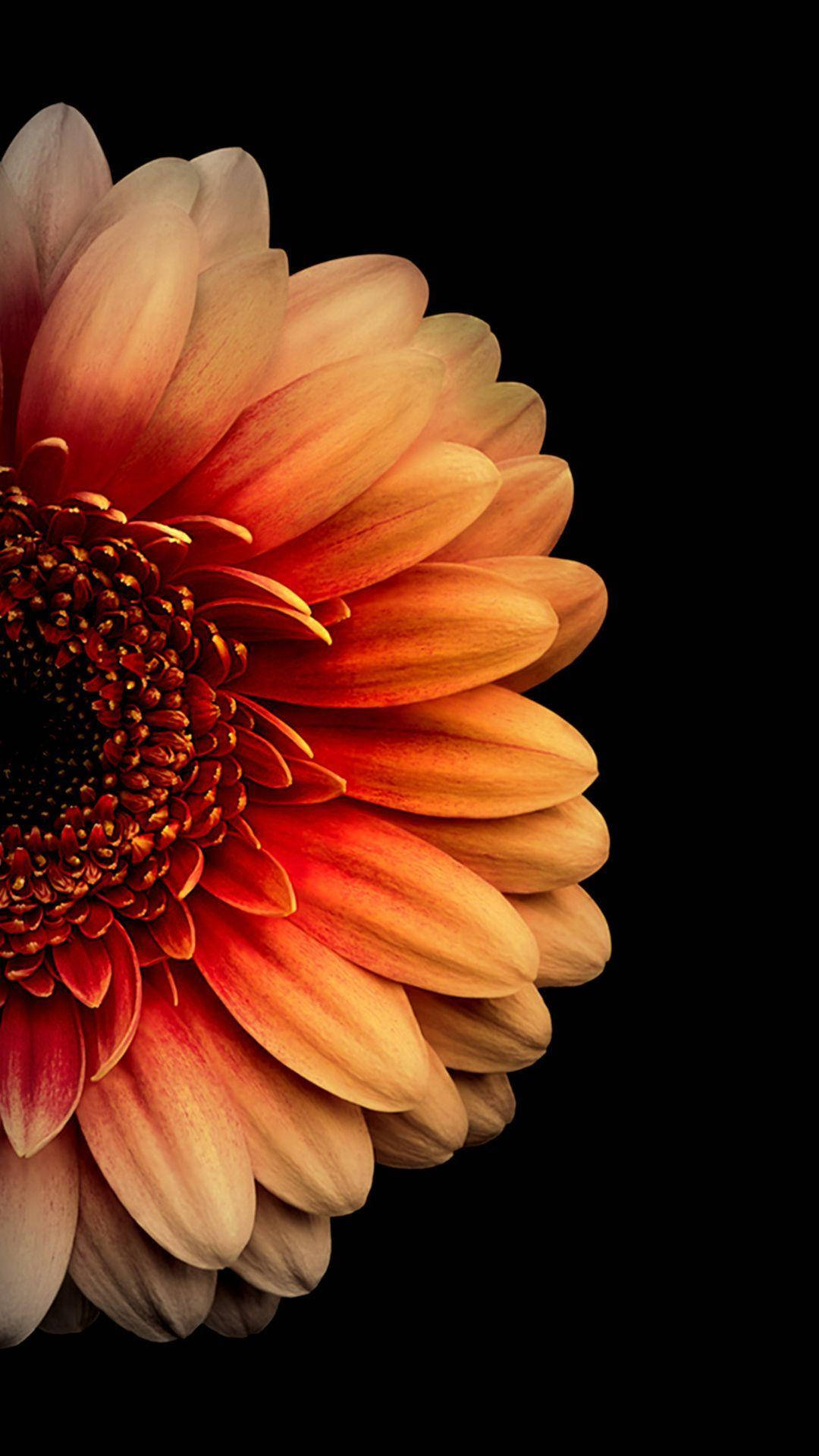 Orange And Black Flower Wallpapers Wallpaper Cave