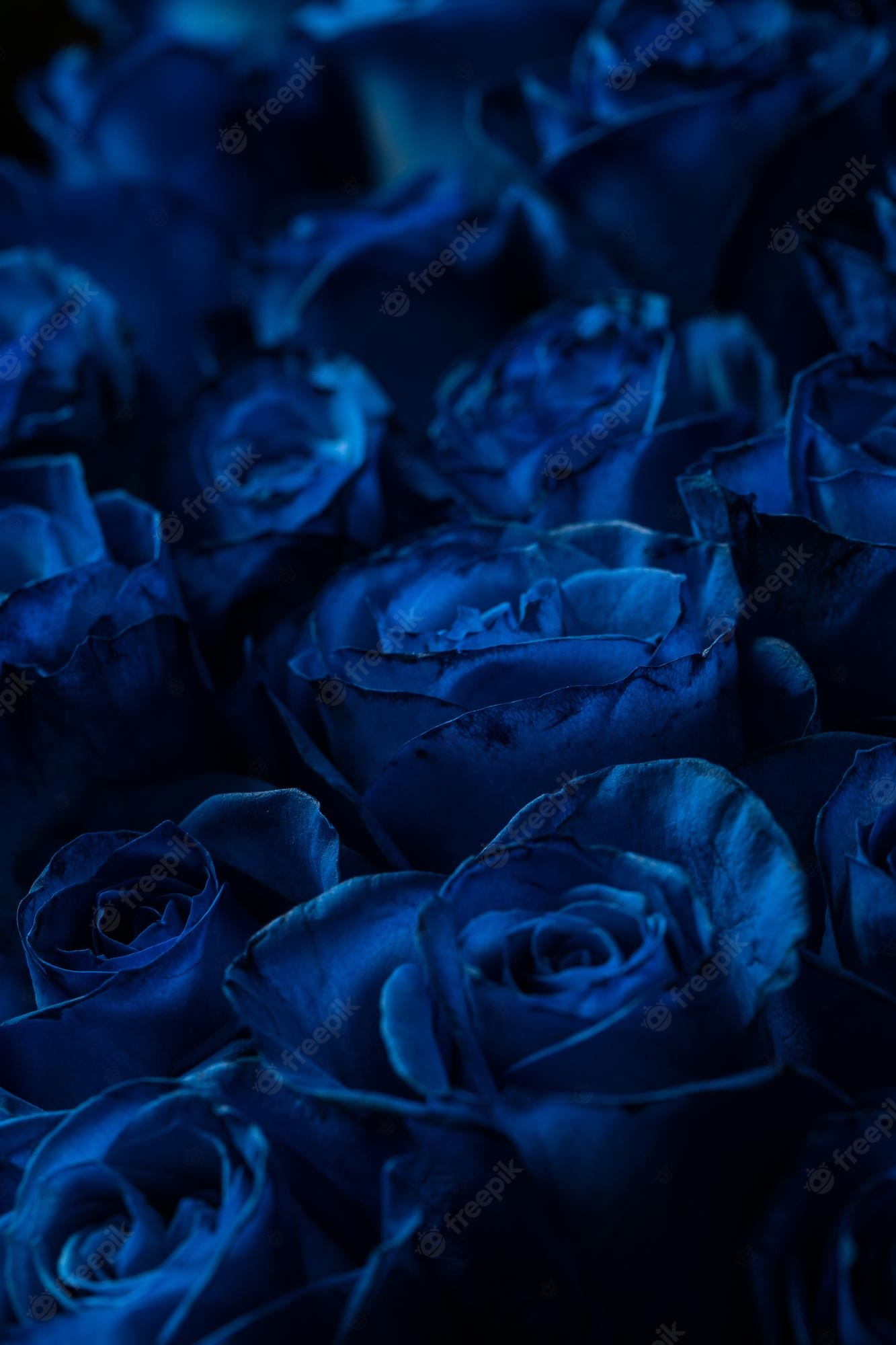 Pretty Blue Flowers Wallpapers Wallpaper Cave