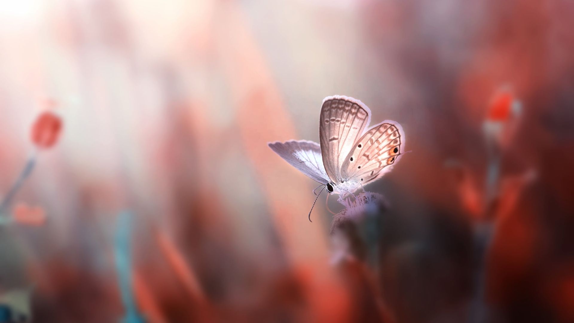 Butterfly Aesthetic Desktop Wallpapers Wallpaper Cave