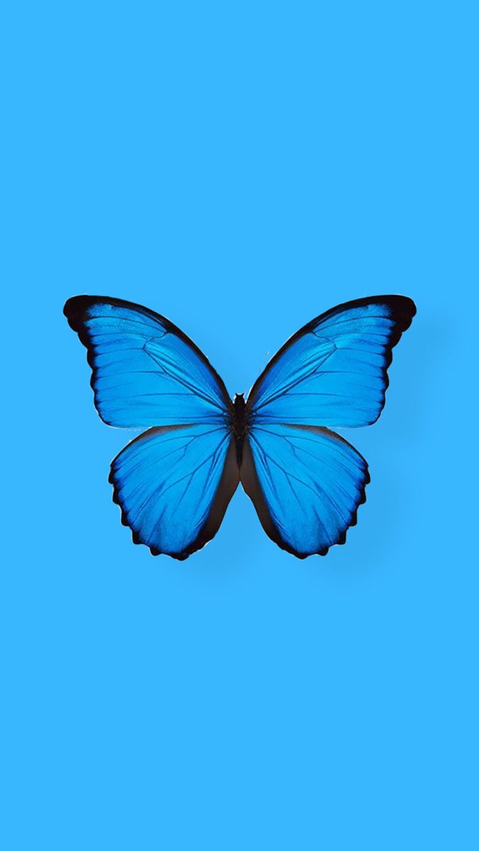 Blue Butterfly iPhone Wallpapers Wallpaper Cave
