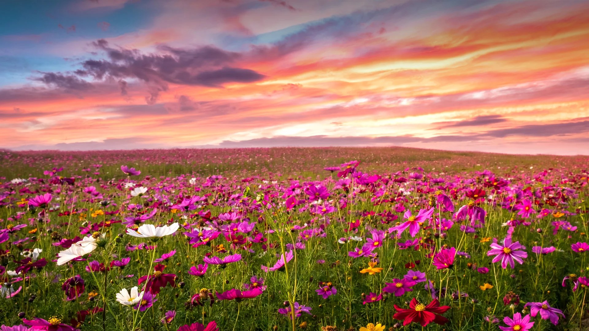 Sunset Wild Flowers Wallpapers Wallpaper Cave