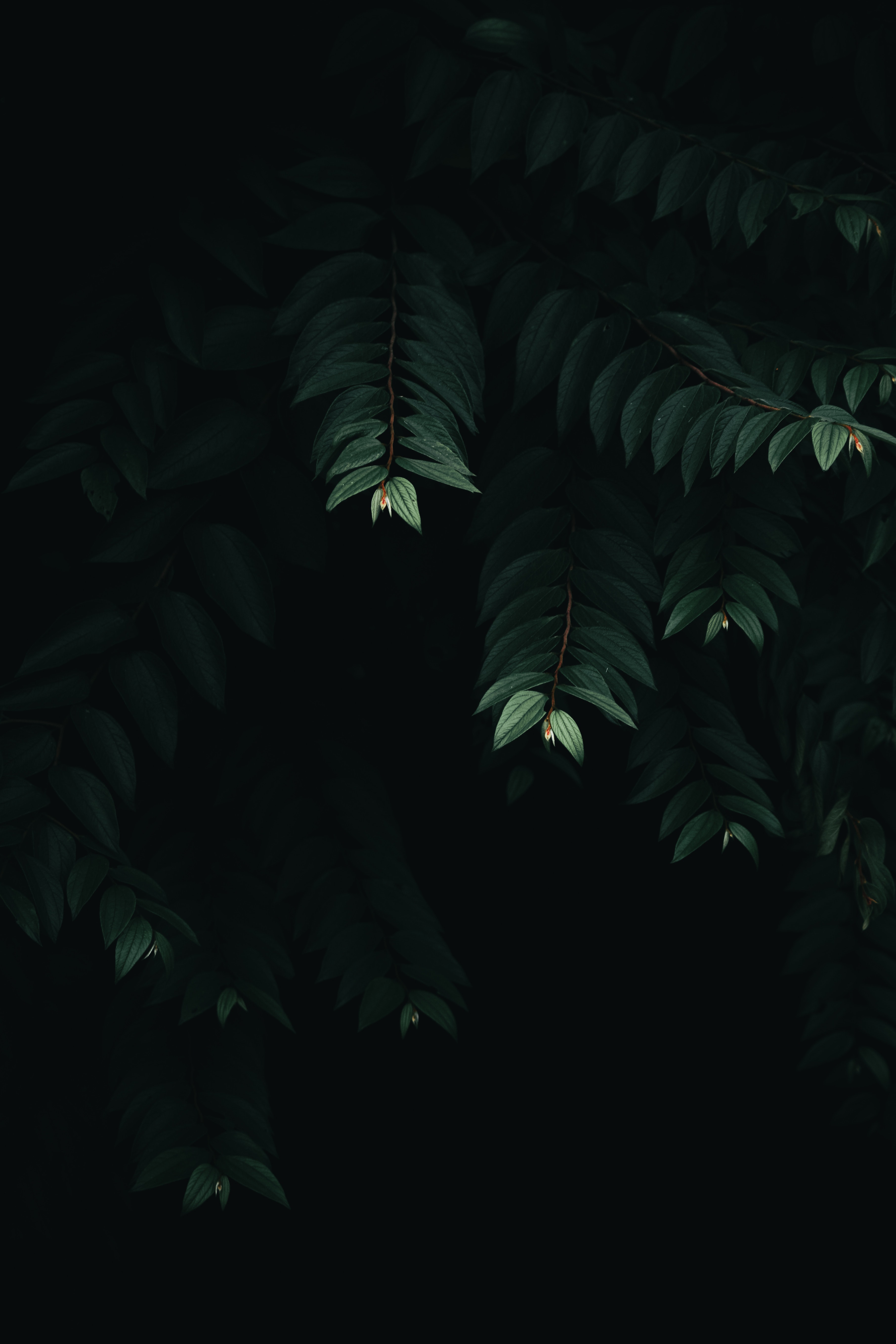 Dark Green Leaves Wallpapers Wallpaper Cave